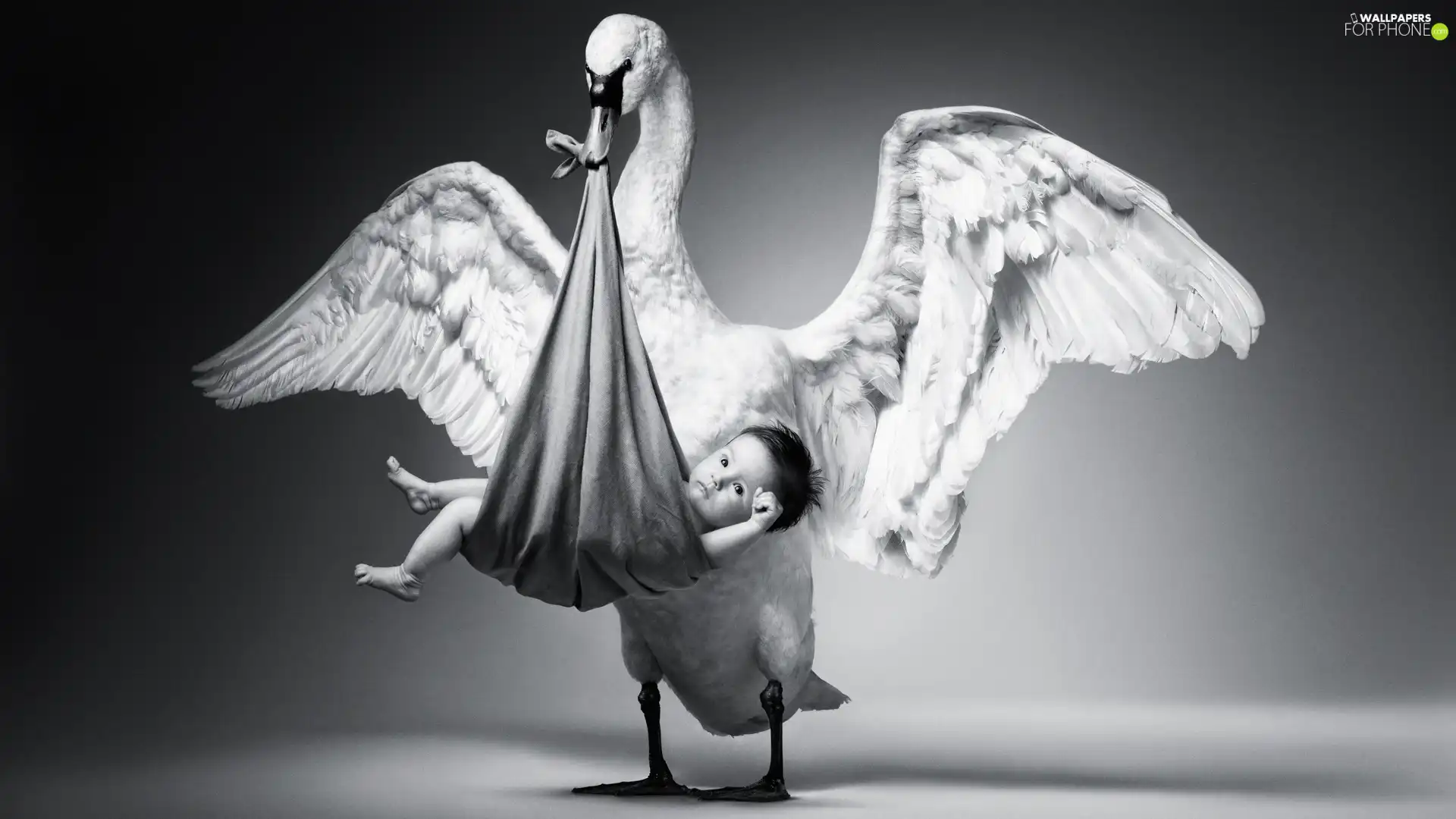 Swans, Kid