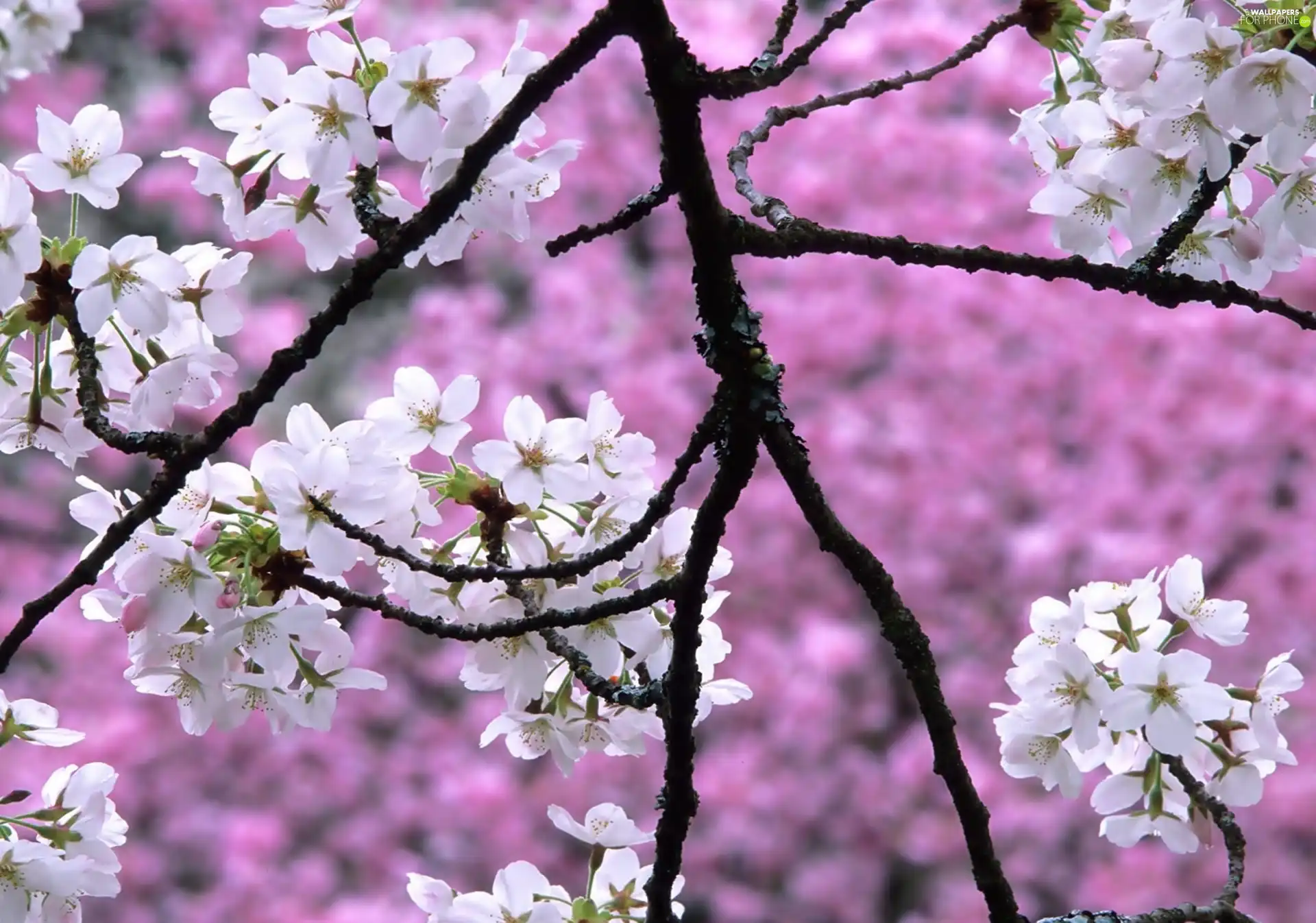 kirsch, White, Flowers