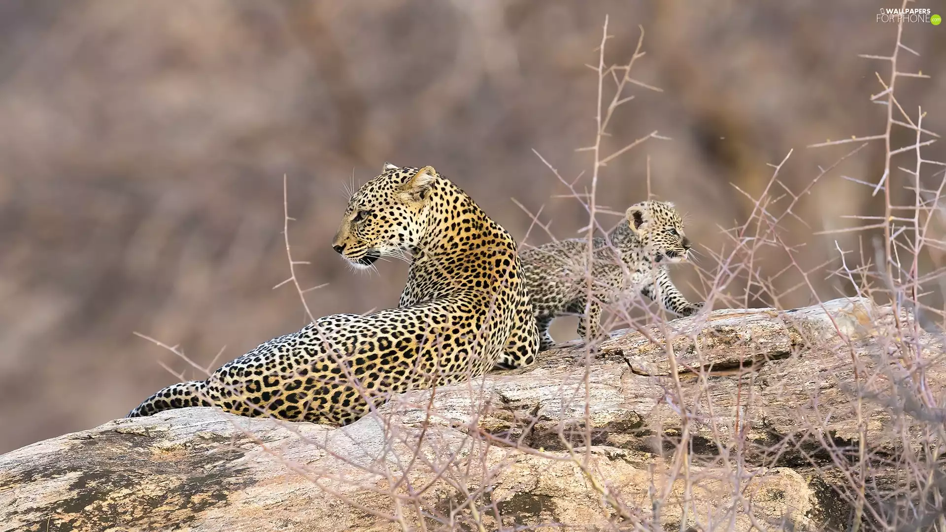 Leopard, Rocks, Plants, Kitten