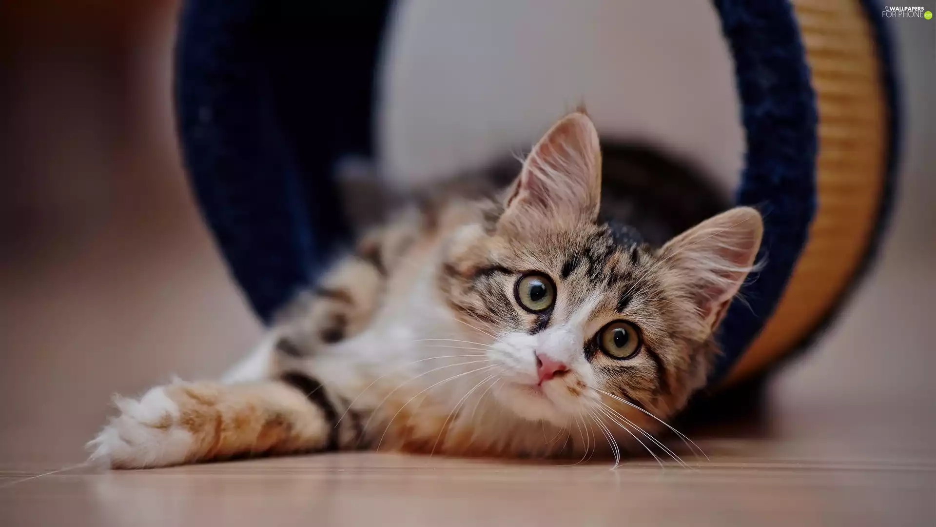 small, kitten, The look, cat