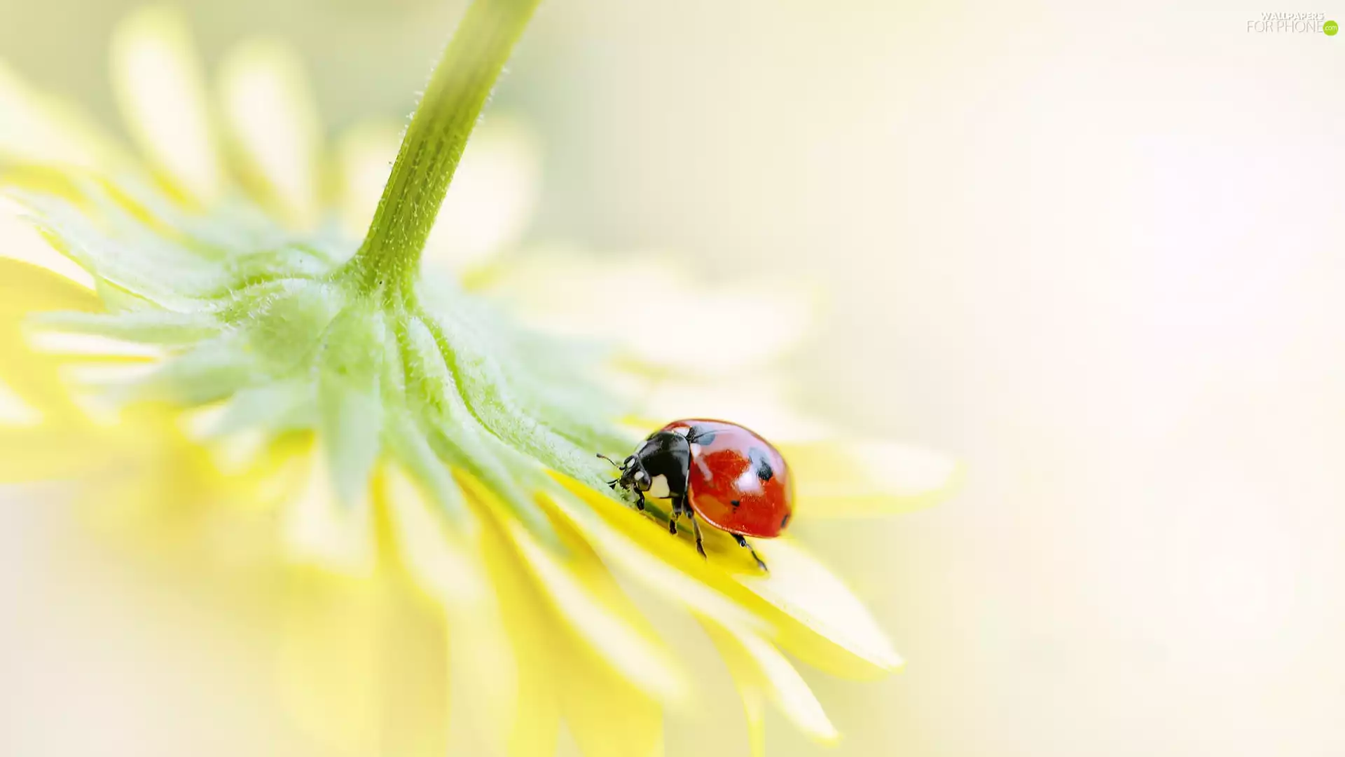 Yellow, ladybird, Close, Colourfull Flowers