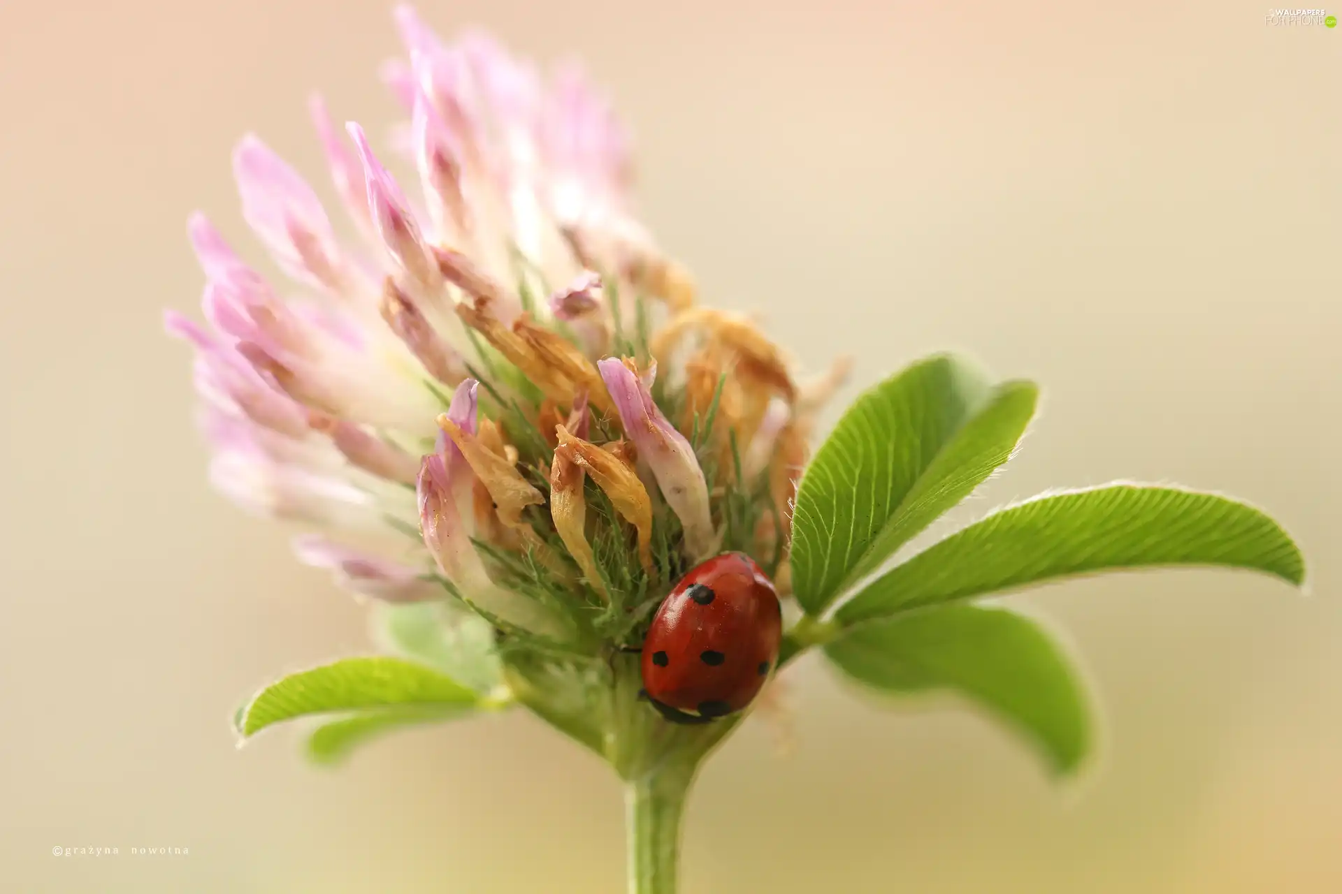 trefoil, ladybird