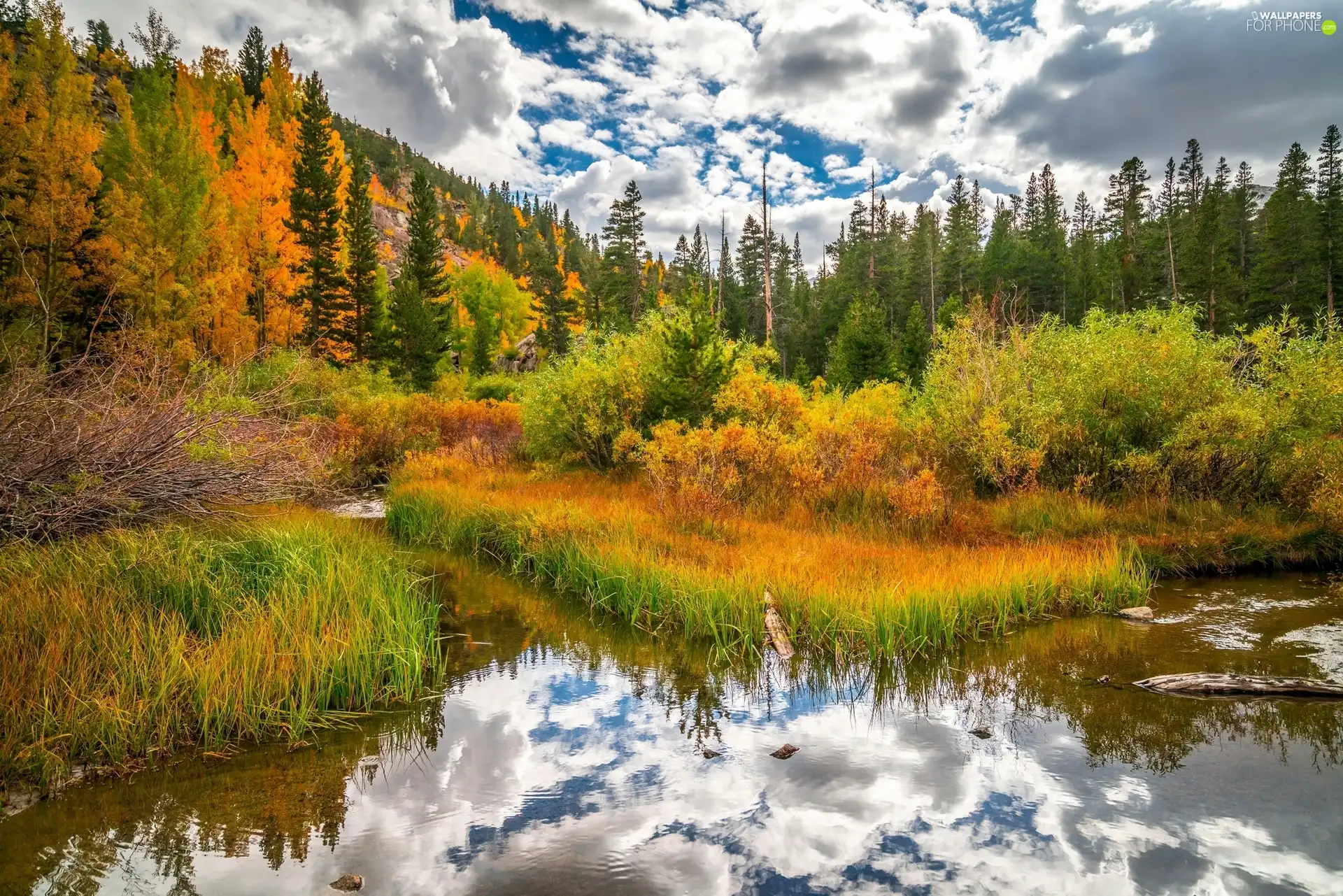 forest, grass, autumn, lake