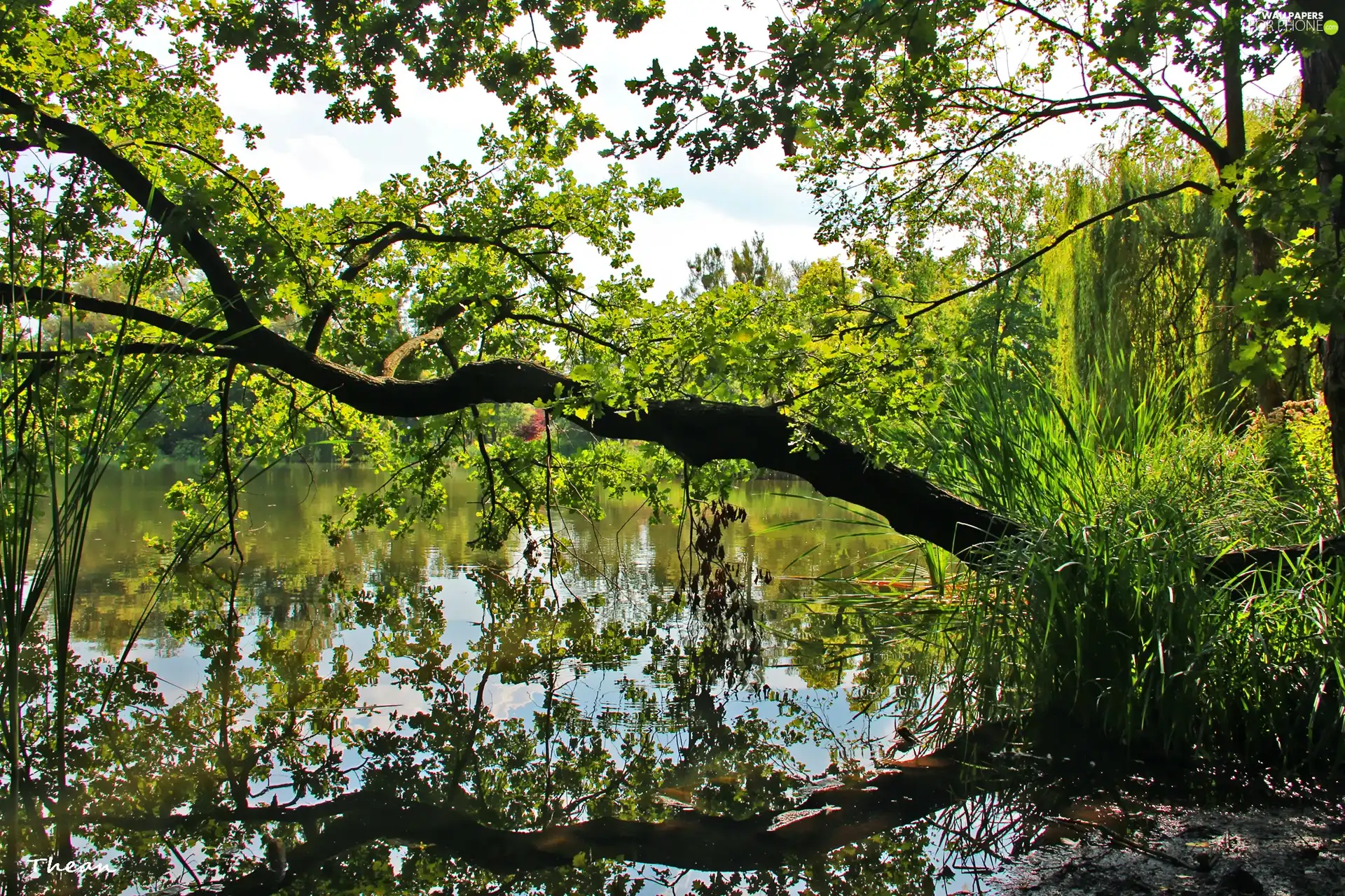 lake, trees, inclined