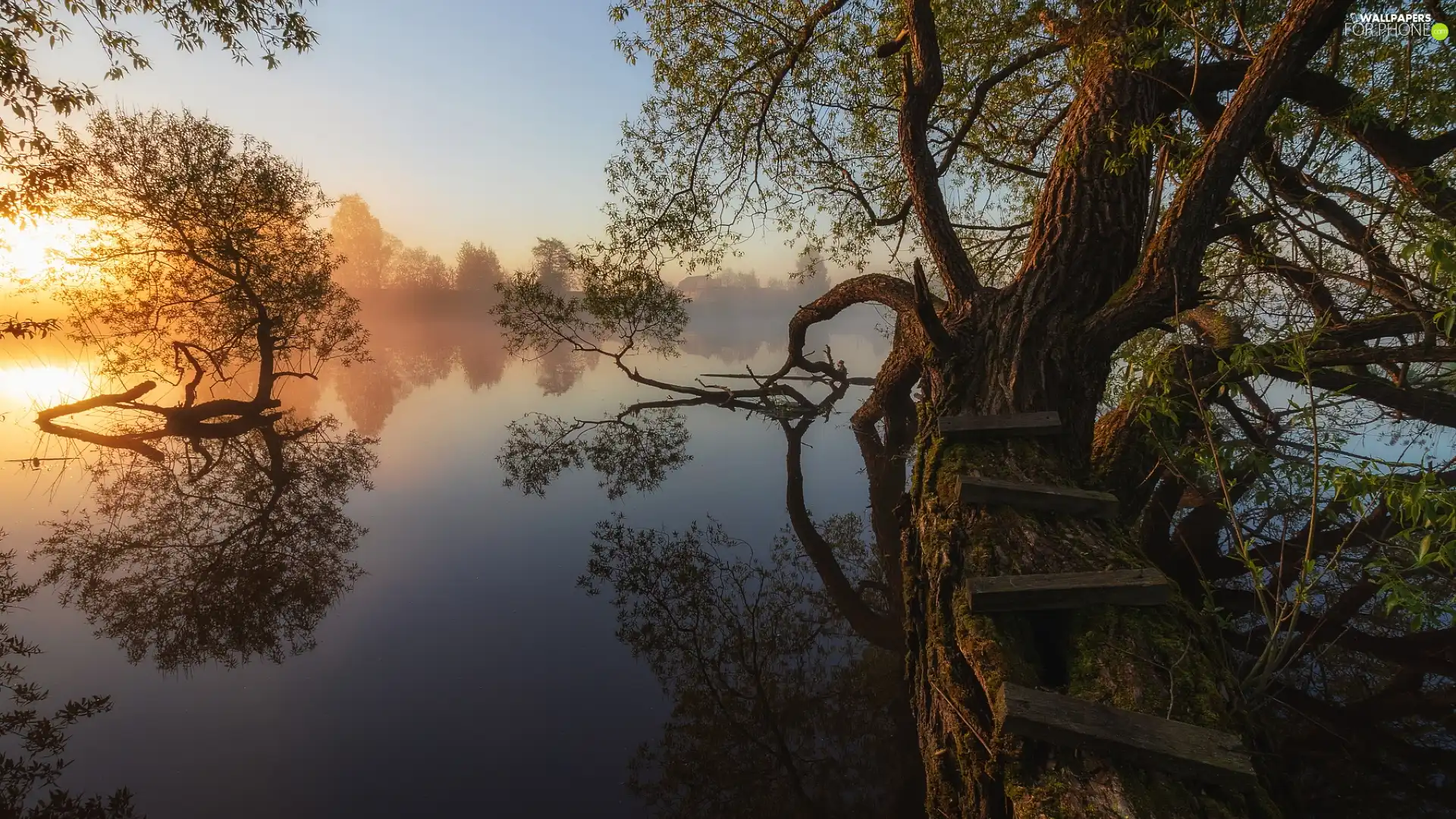 Sloping, viewes, Stairs, lake, trees, trees, Fog