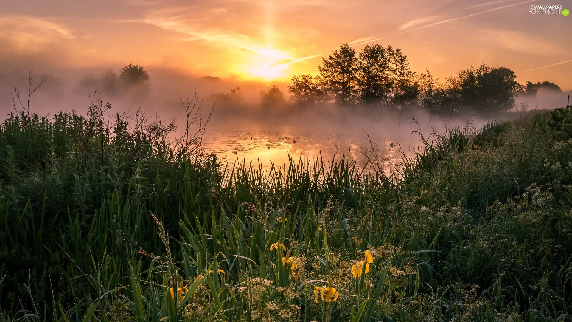 VEGETATION, Flowers, Fog, lake, Great Sunsets