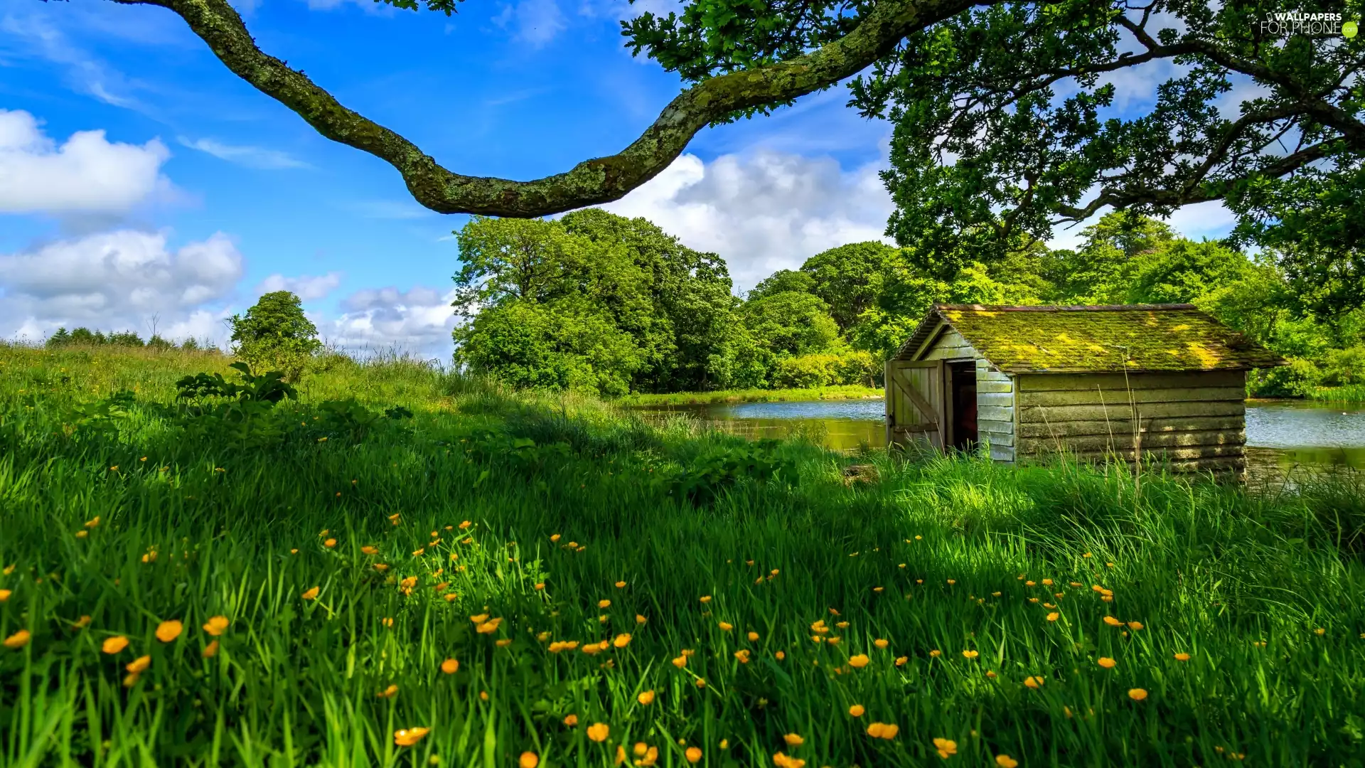Meadow, Home, trees, lake, wooden, Flowers, viewes