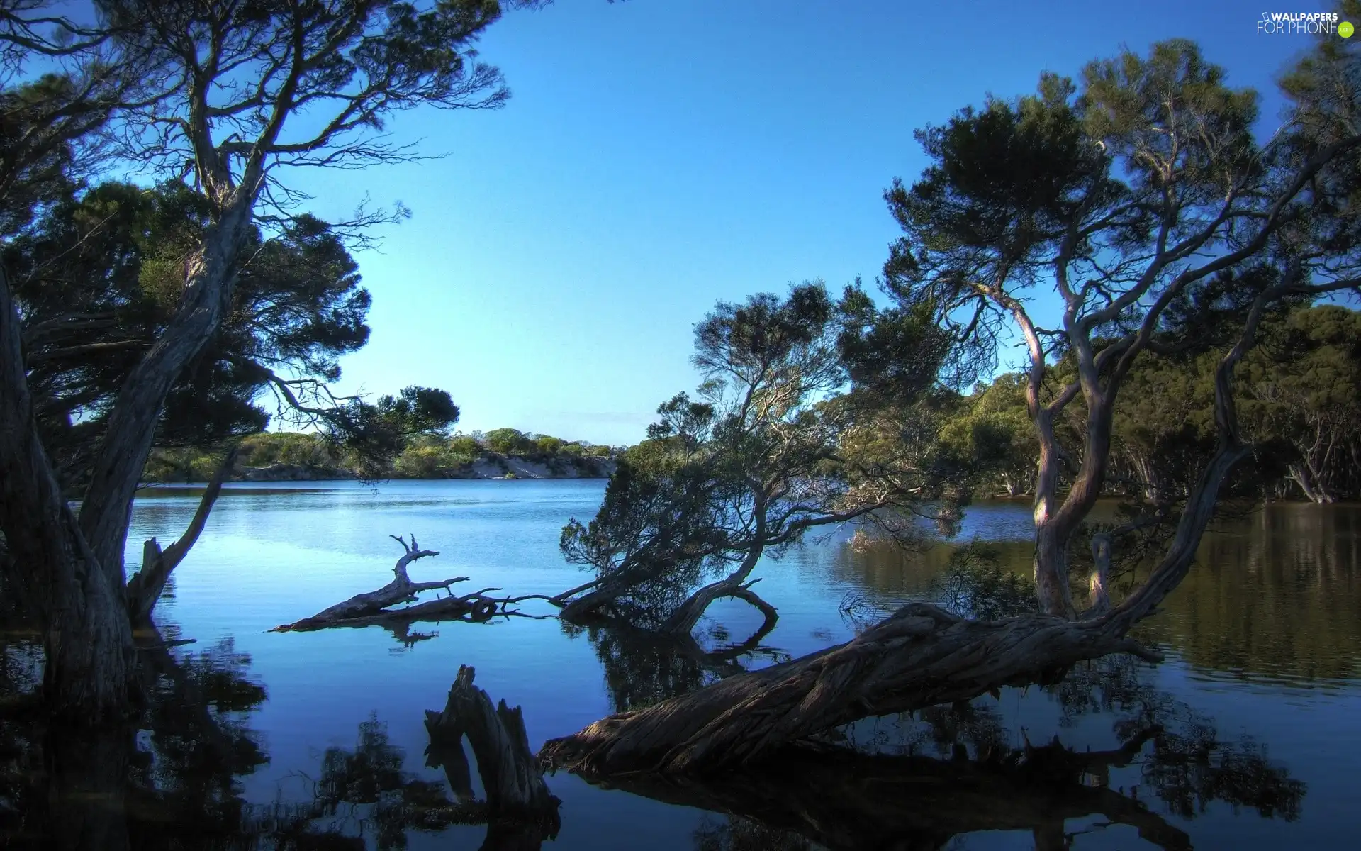 lake, trees, viewes