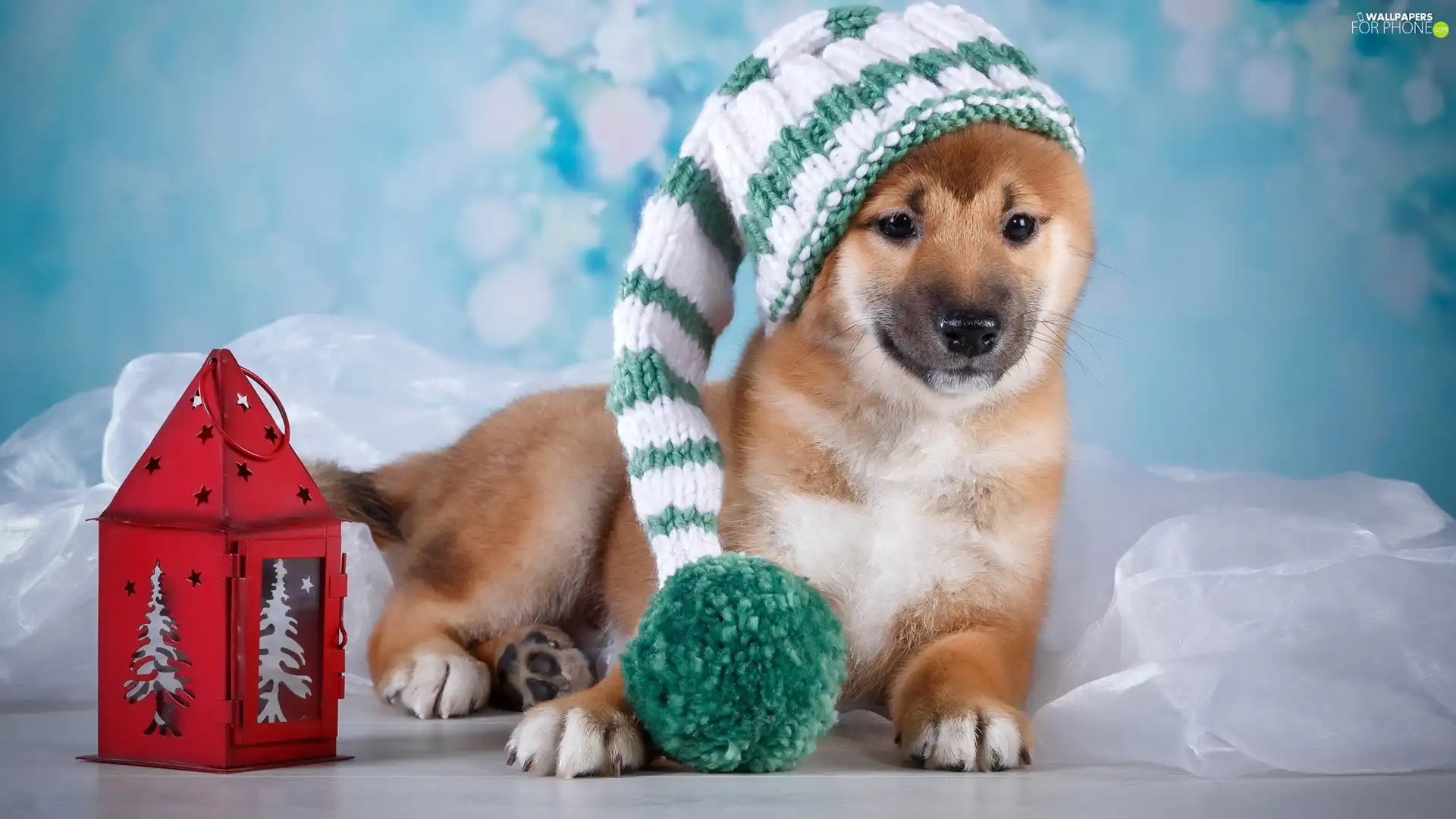 hosiery, dog, Pompon, lantern, Hat, Puppy