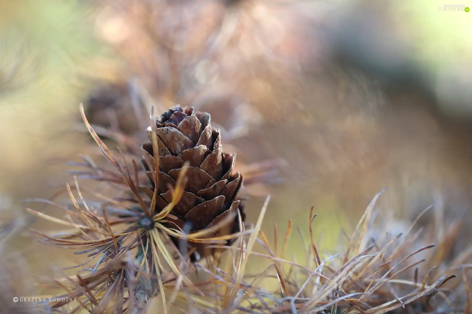 cone, larch