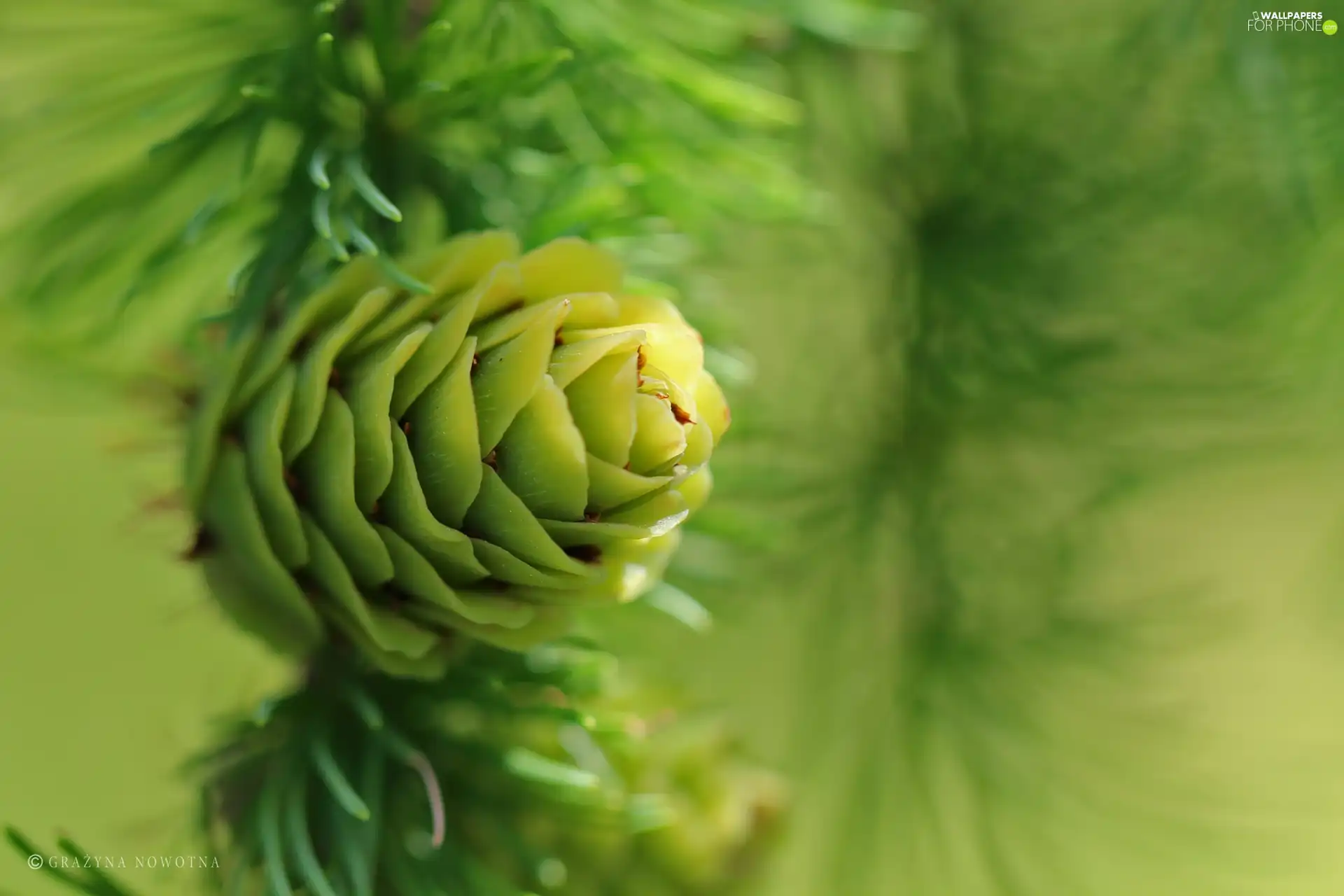 cone, larch