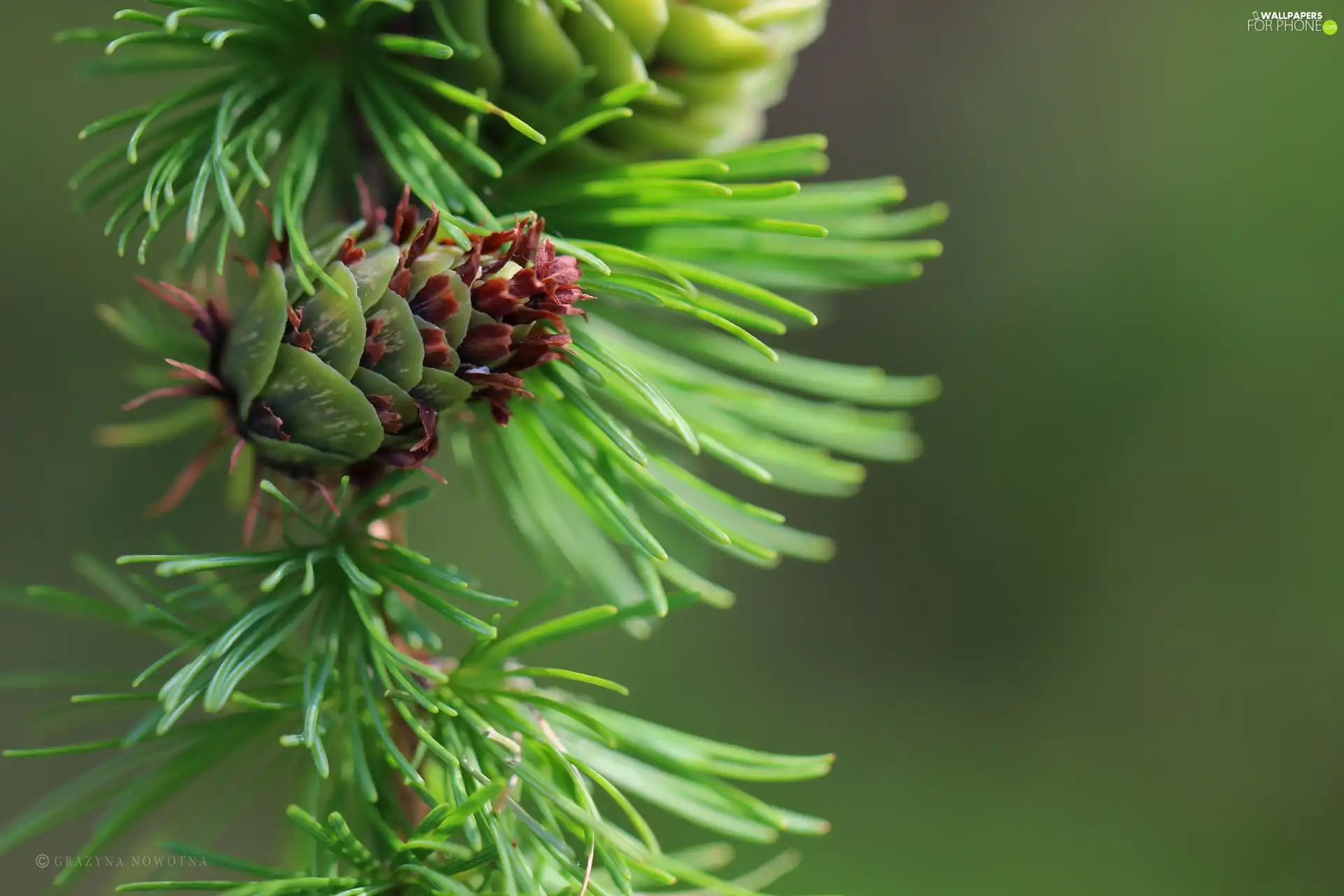 cones, larch