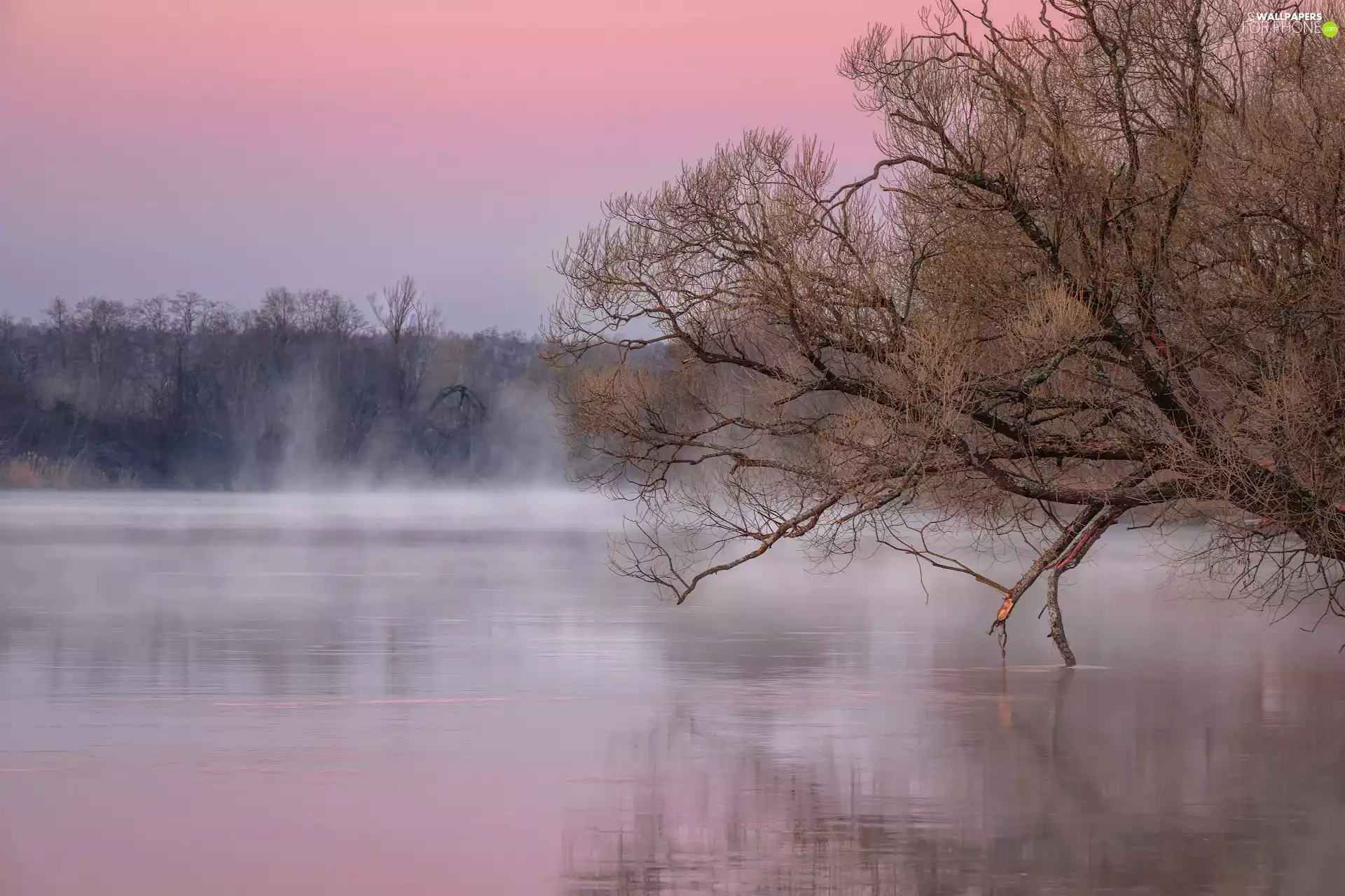 viewes, Dubna River, Latgale, Latvia, Fog, trees
