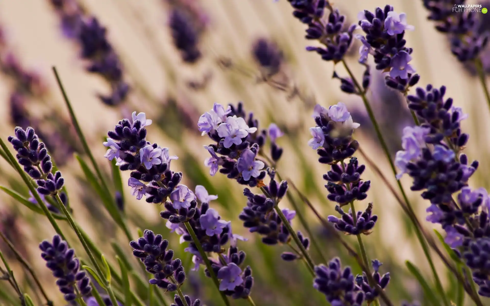 Flowers, lavender