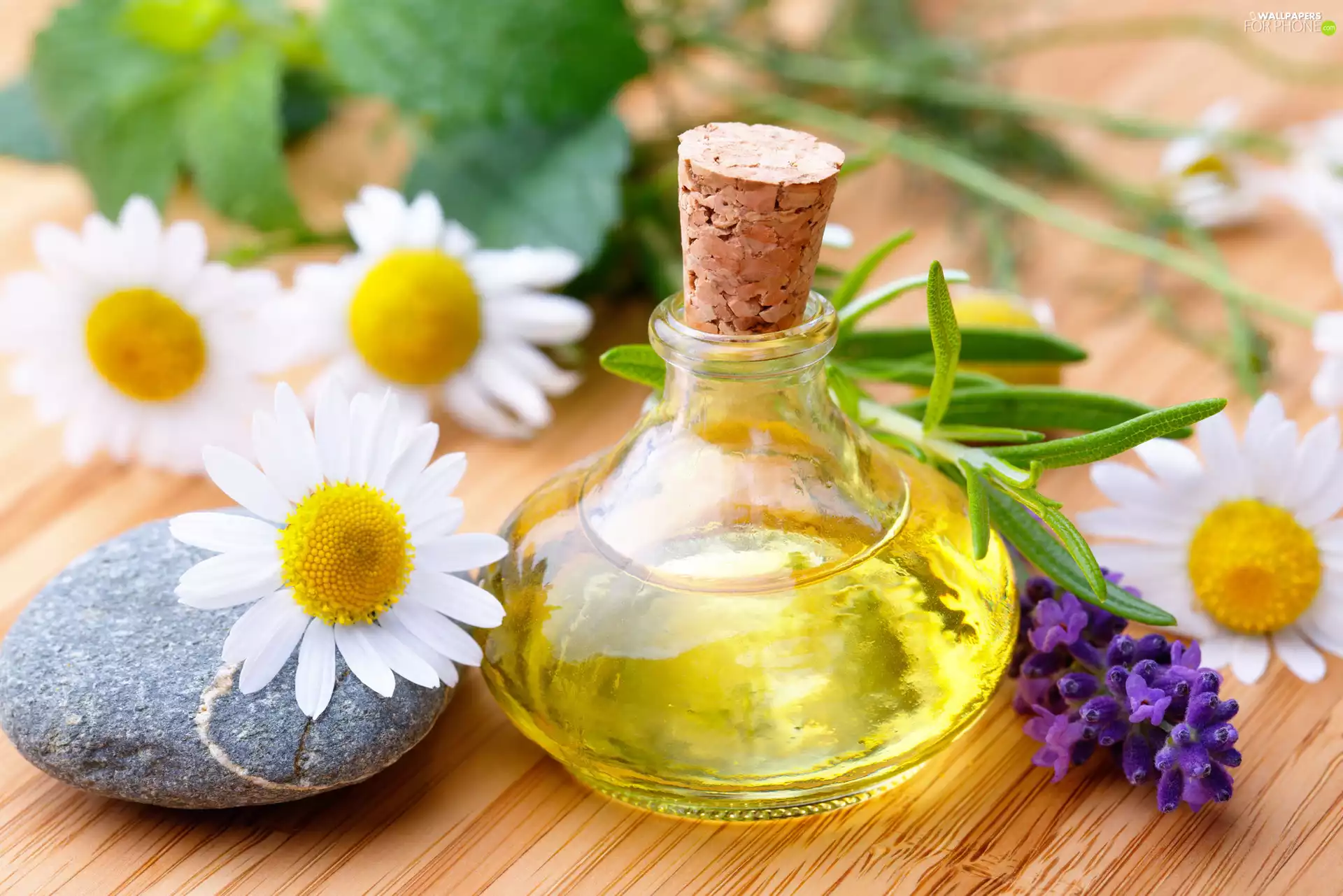 Stone, Spa, chamomile, lavender, Flowers, oil
