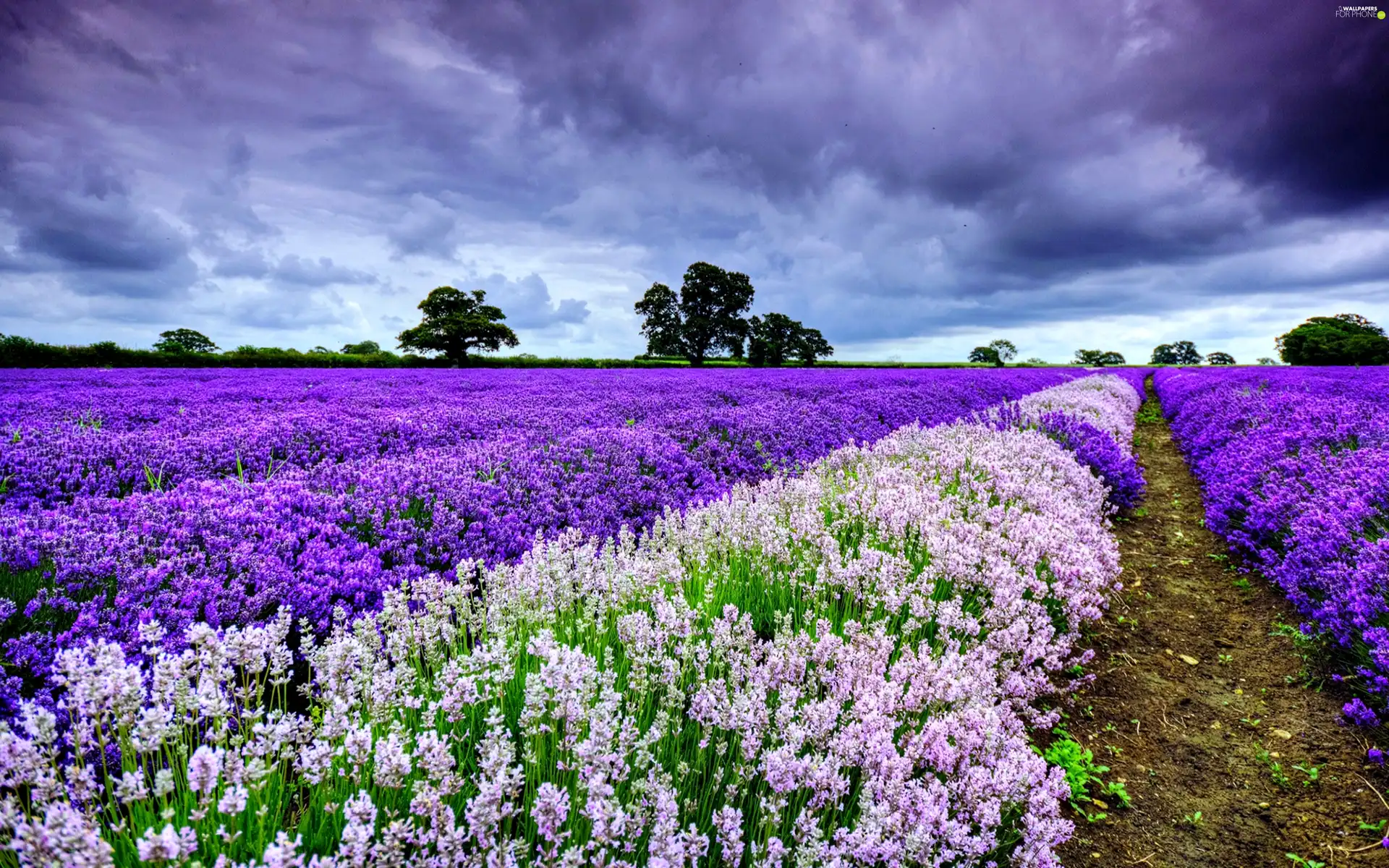 lavender