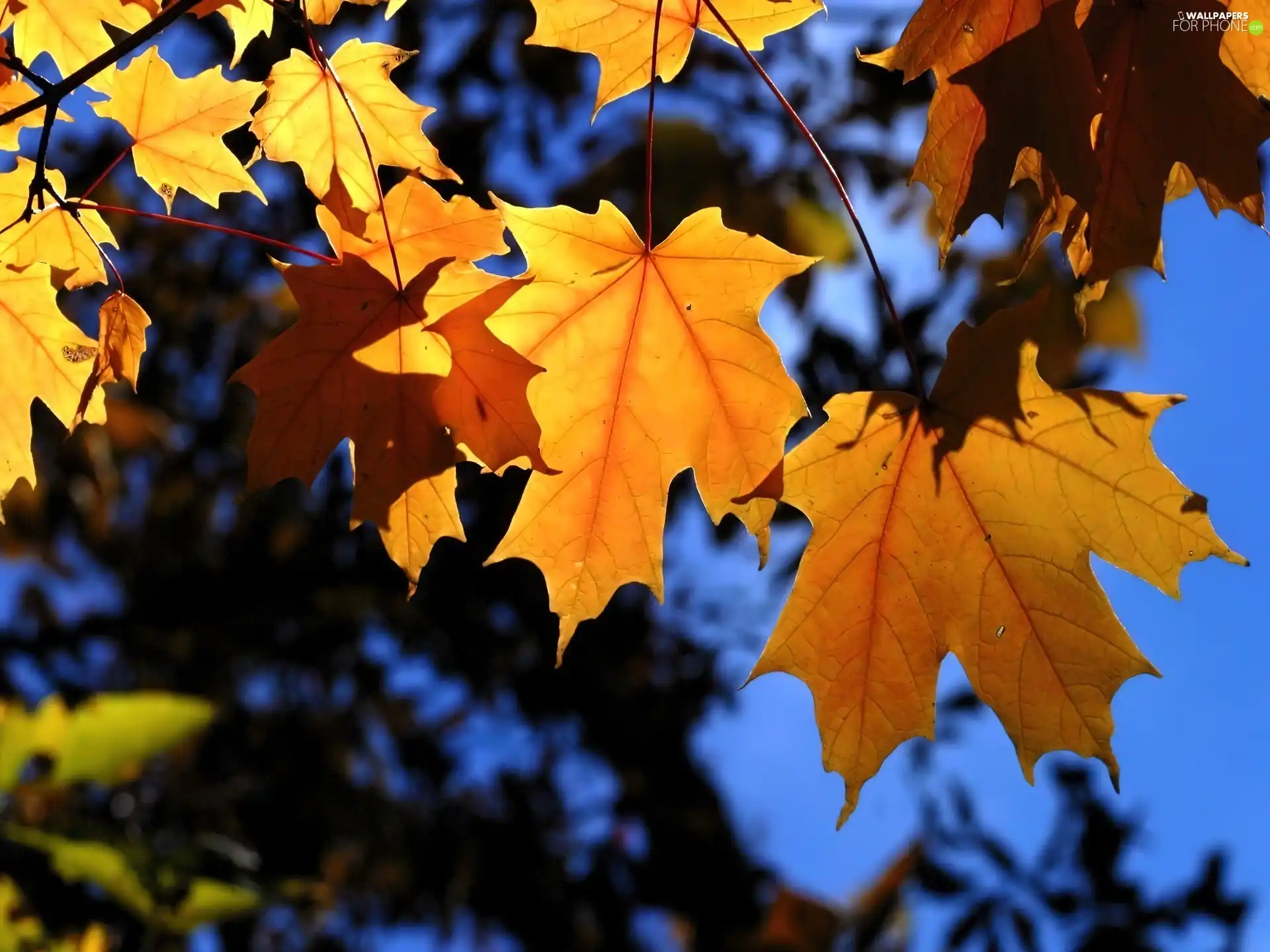 Leaf