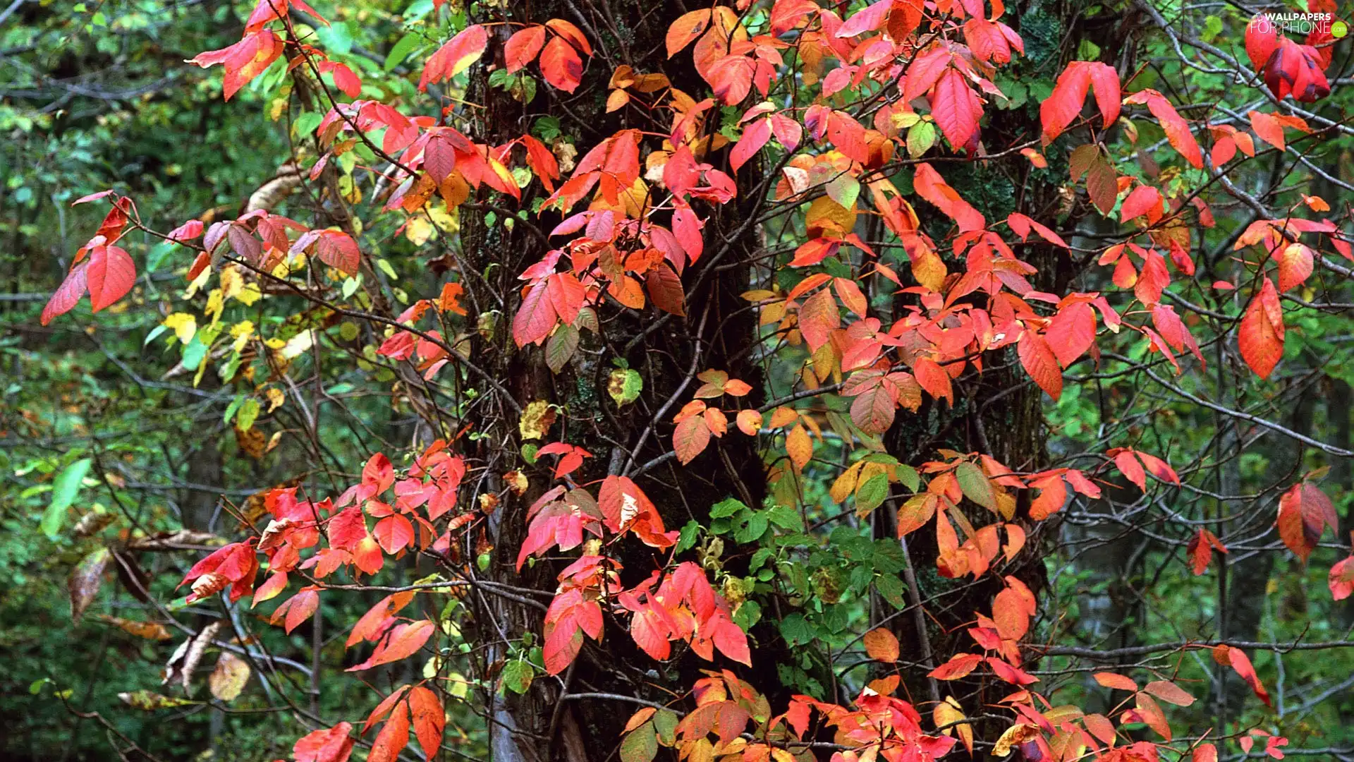 autumn, Leaf