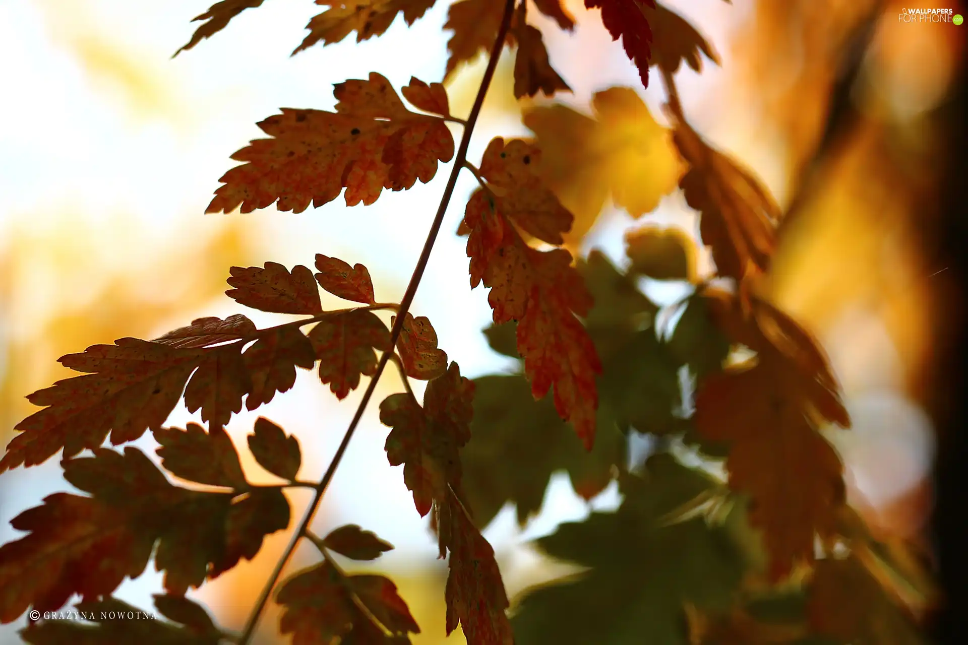 Autumn, Leaf