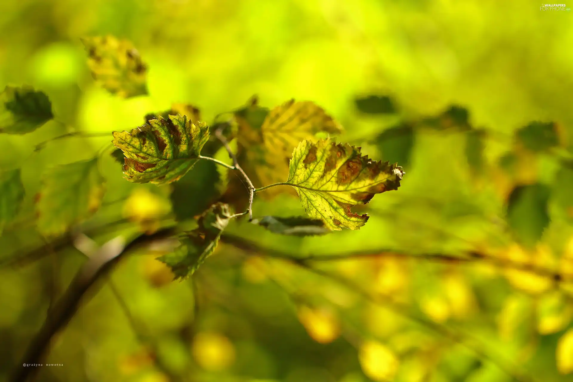 Autumn, Leaf