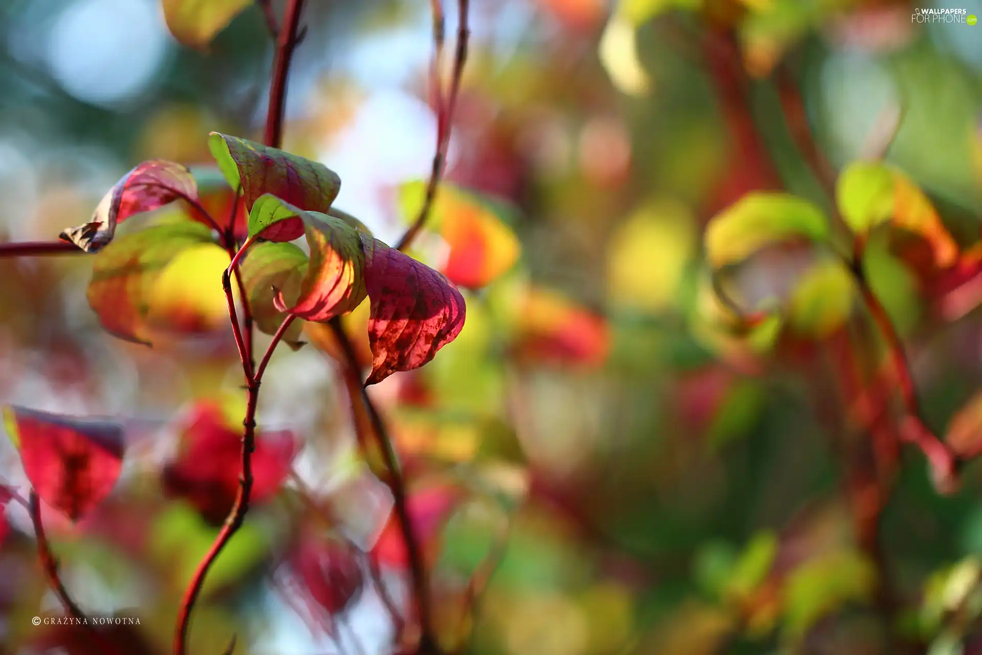 Leaf, color, Autumn