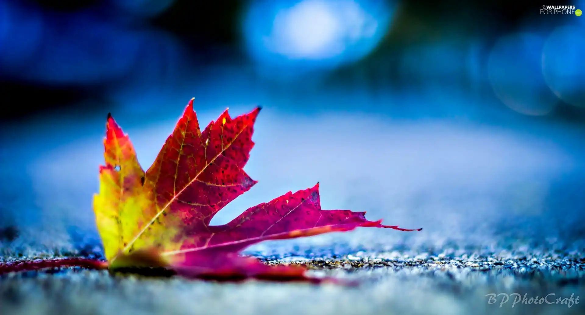 leaf, color, Autumn