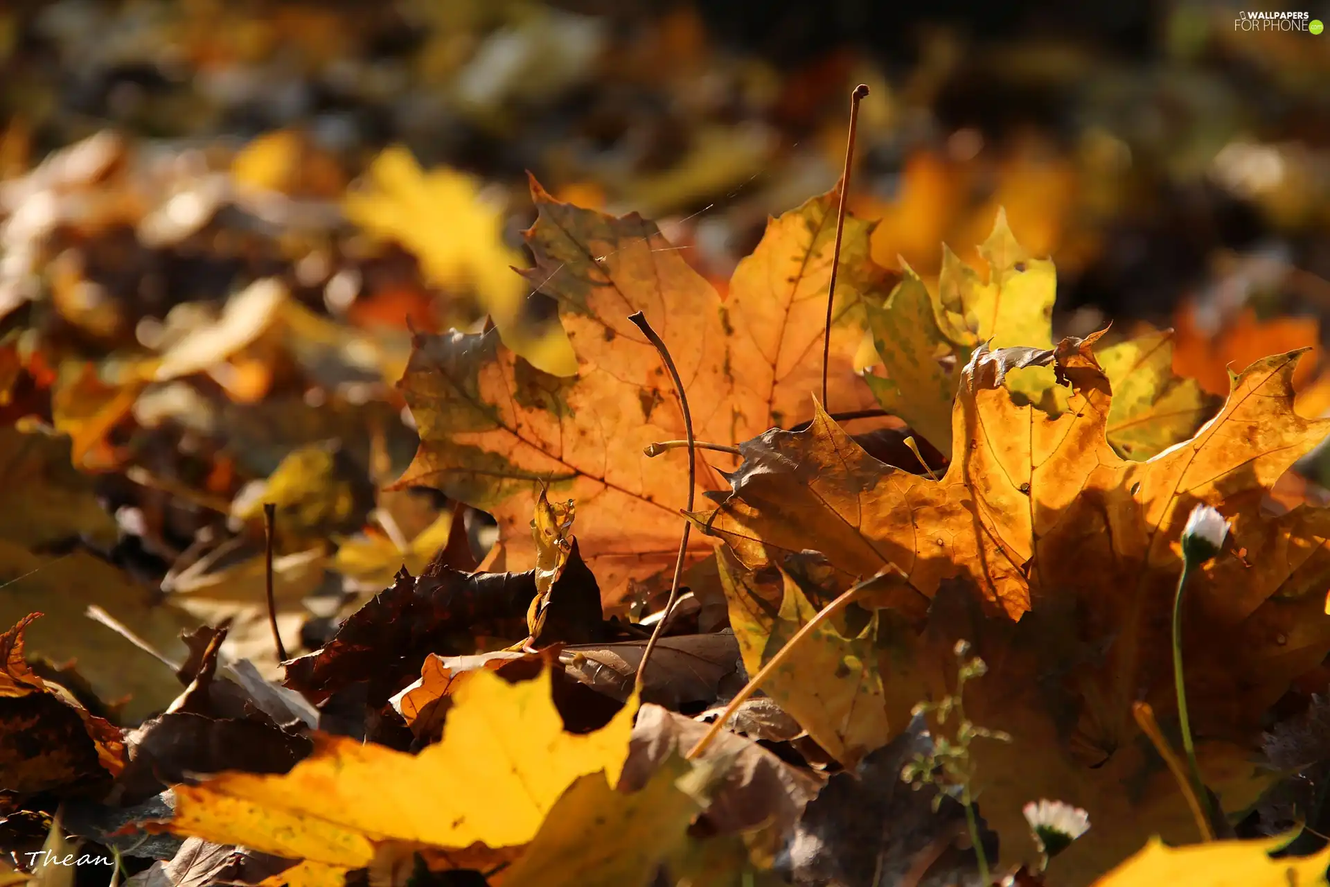 Leaf, dry, Autumn