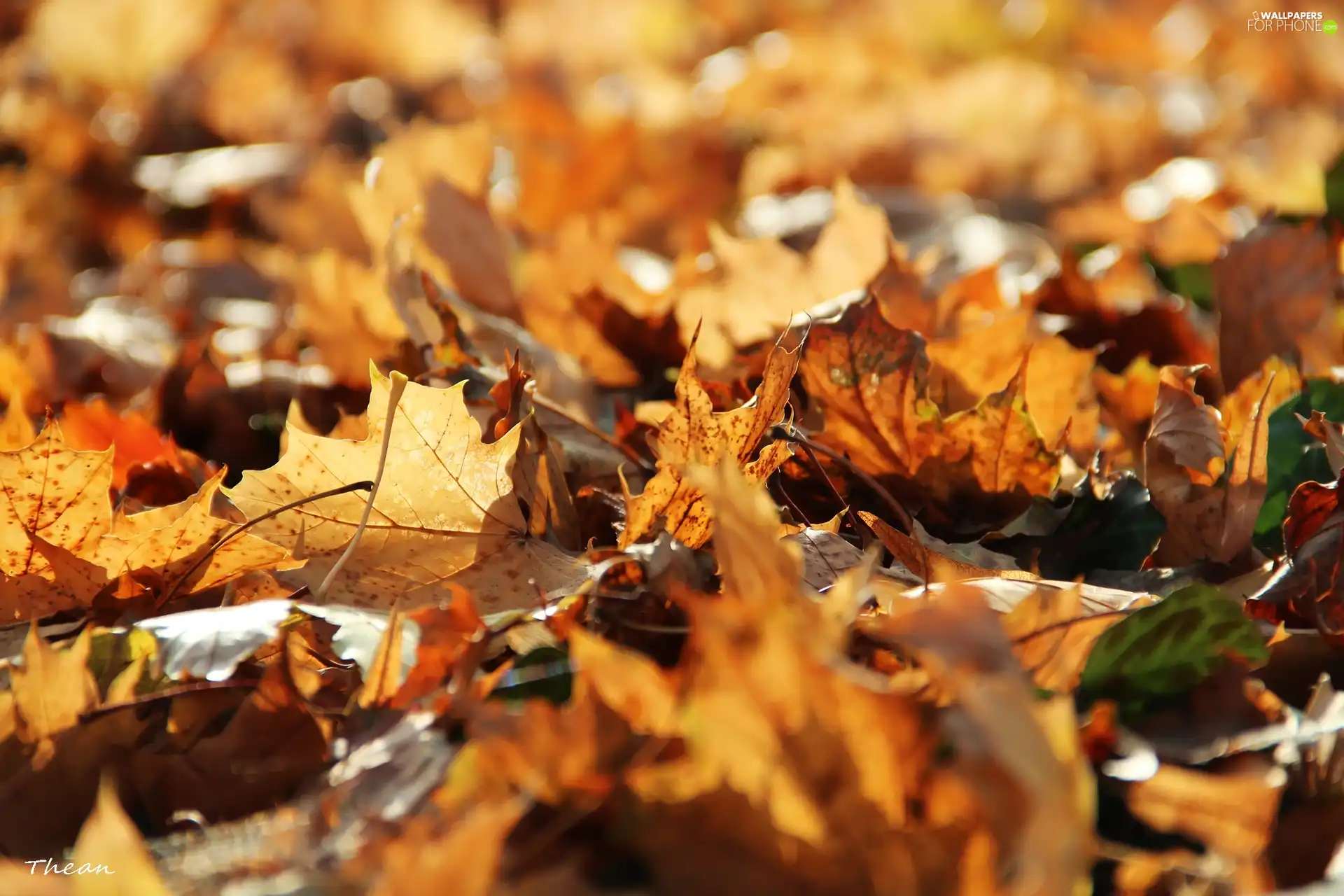 Leaf, dry, Autumn