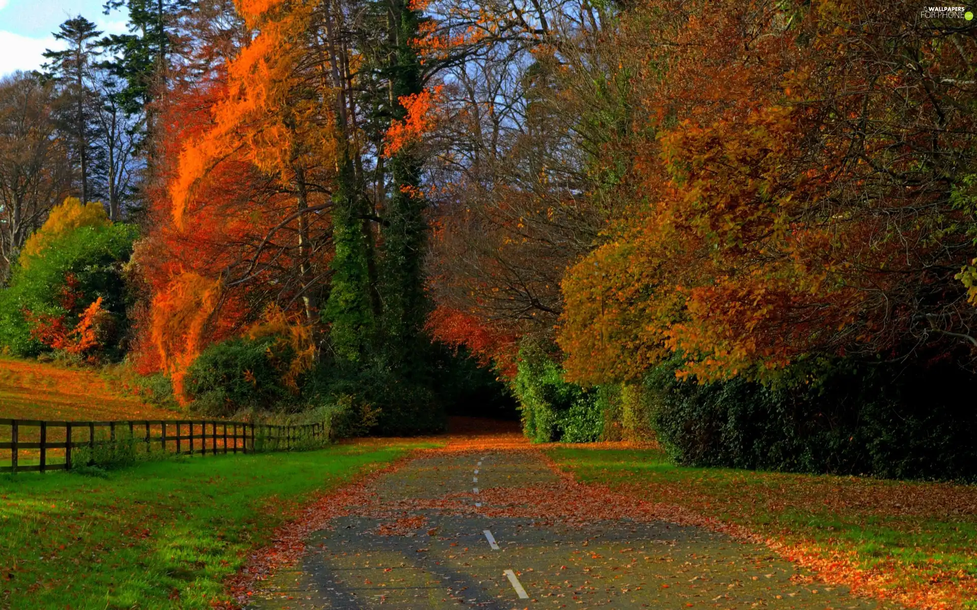 Leaf, autumn, Way, Meadow, forest