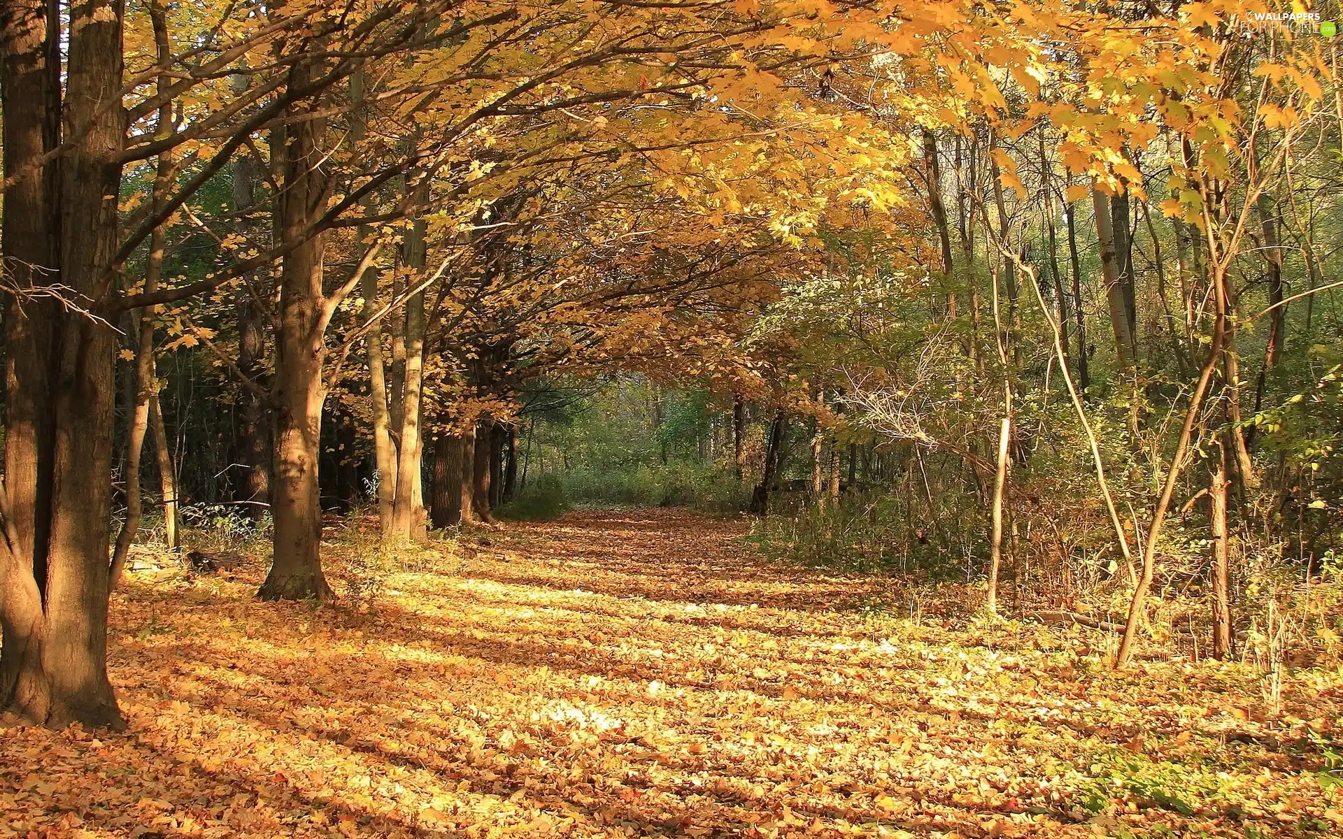 Leaf, autumn, trees, viewes, forest