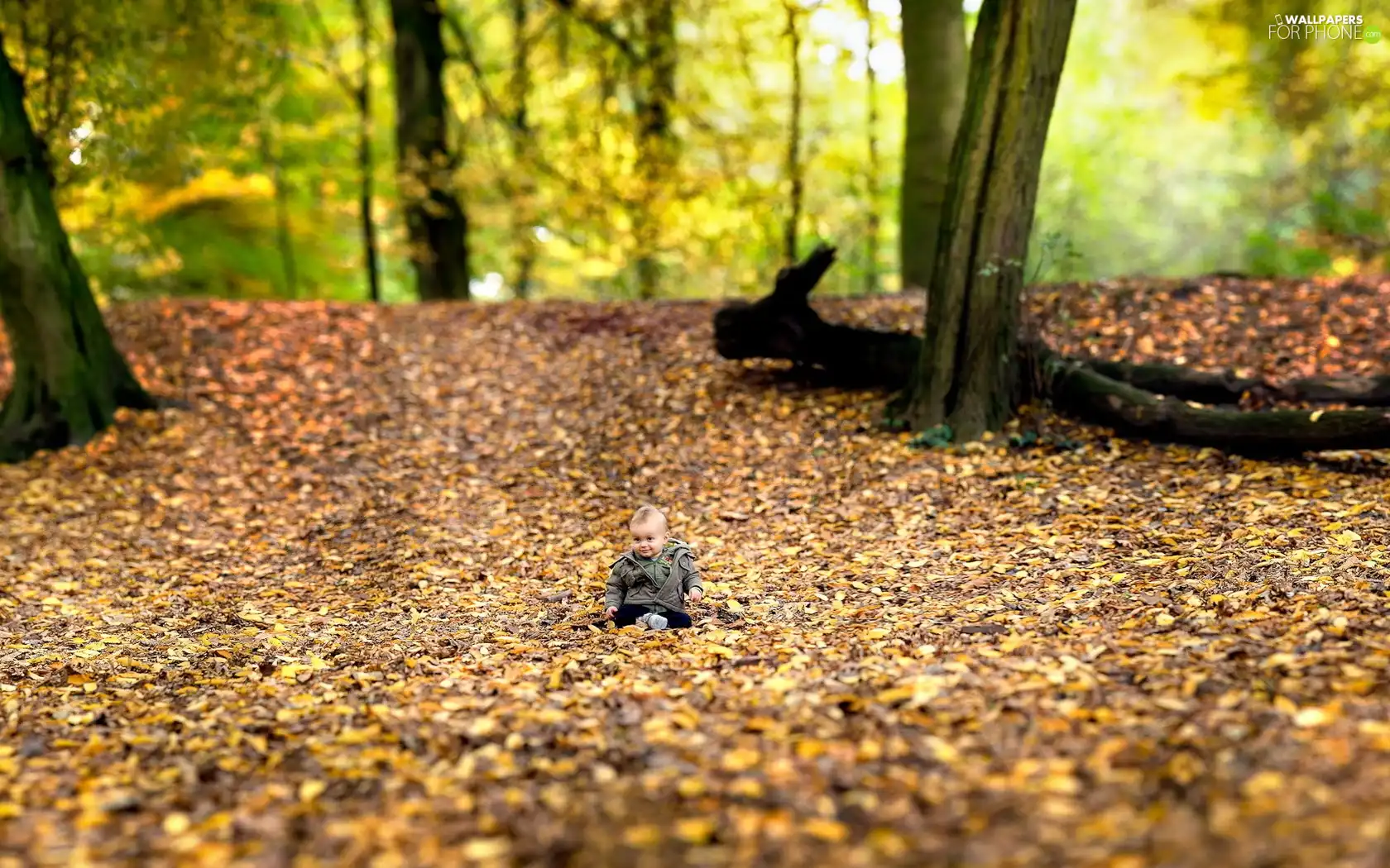 Leaf, Kid, autumn