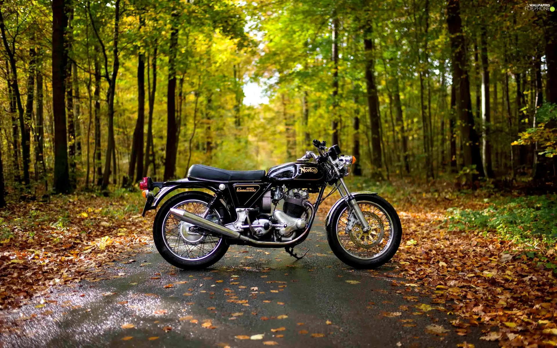 Leaf, autumn, forest, Way, motor-bike