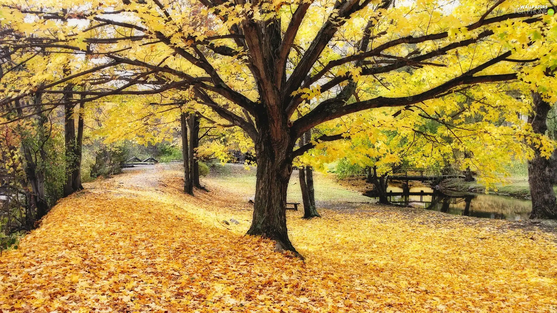 autumn, viewes, Leaf, trees