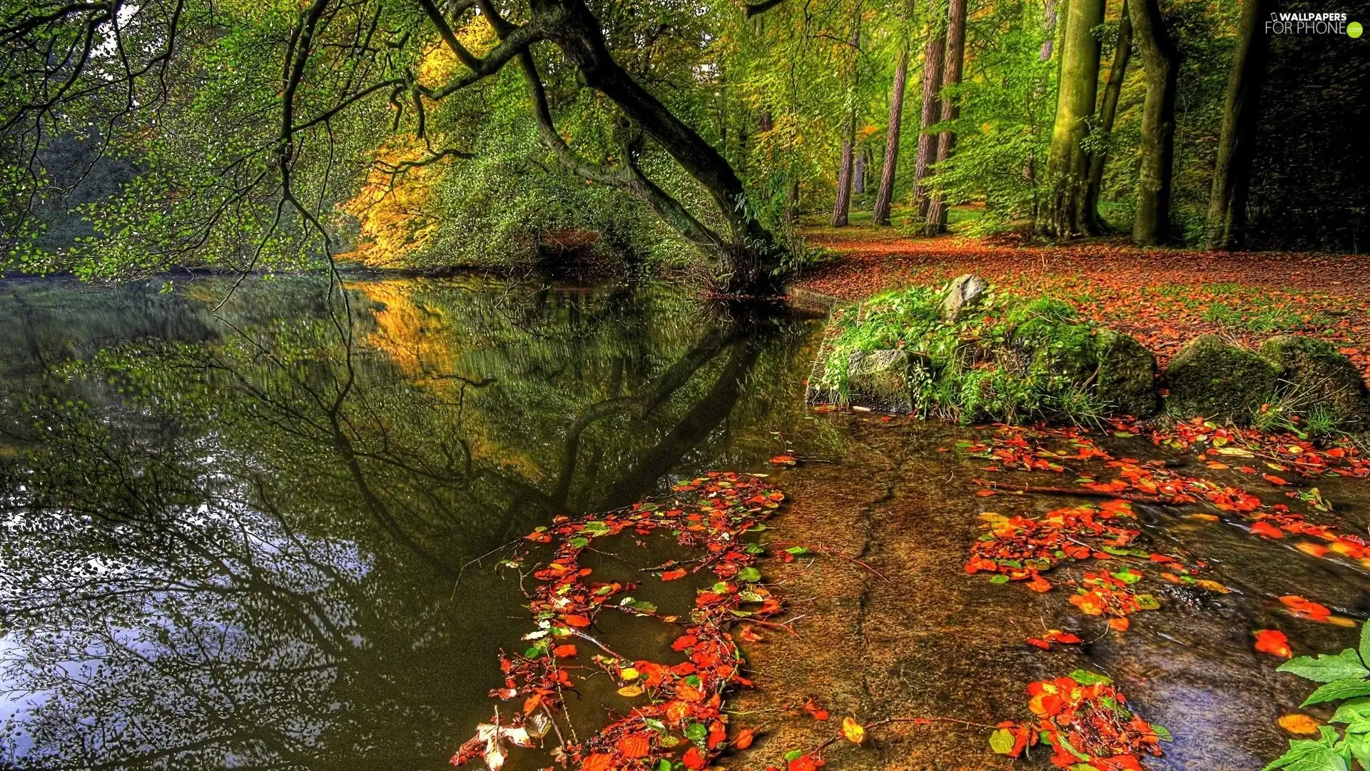 autumn, viewes, Leaf, trees