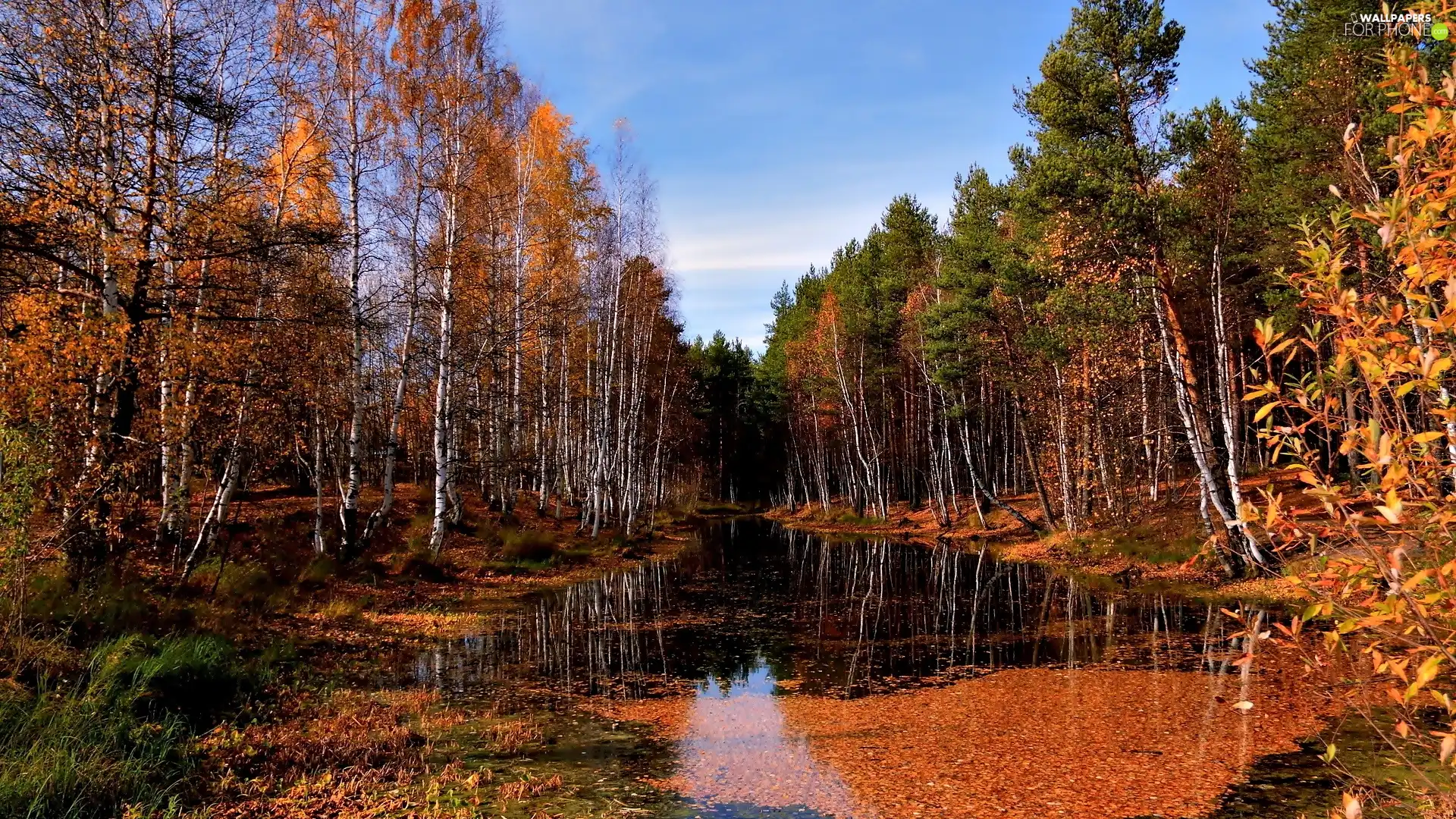 autumn, water, Leaf, forest