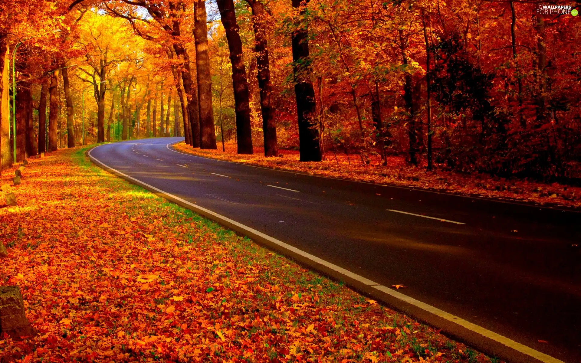 Leaf, autumn, forest, color, Way