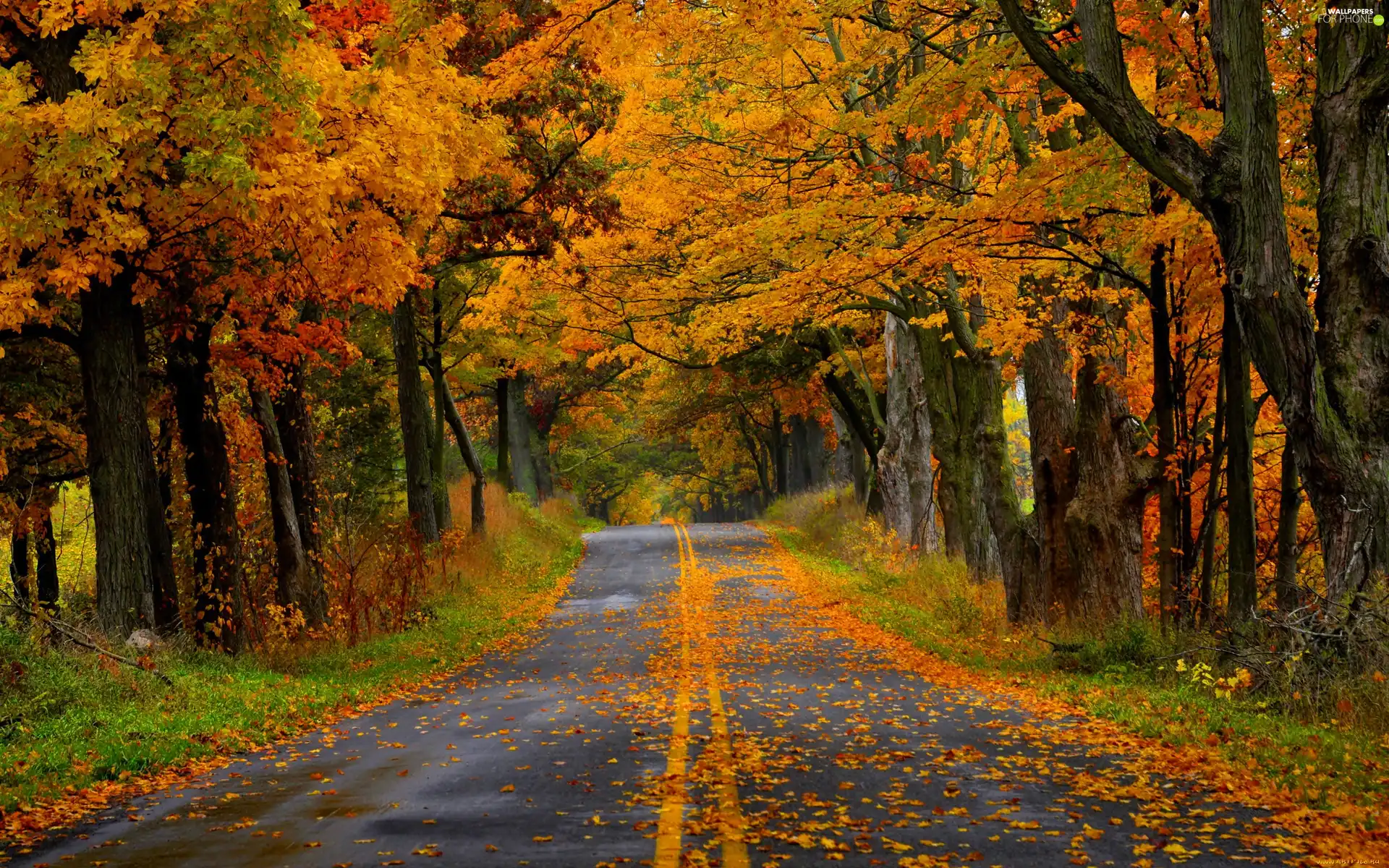 Leaf, autumn, trees, viewes, Way