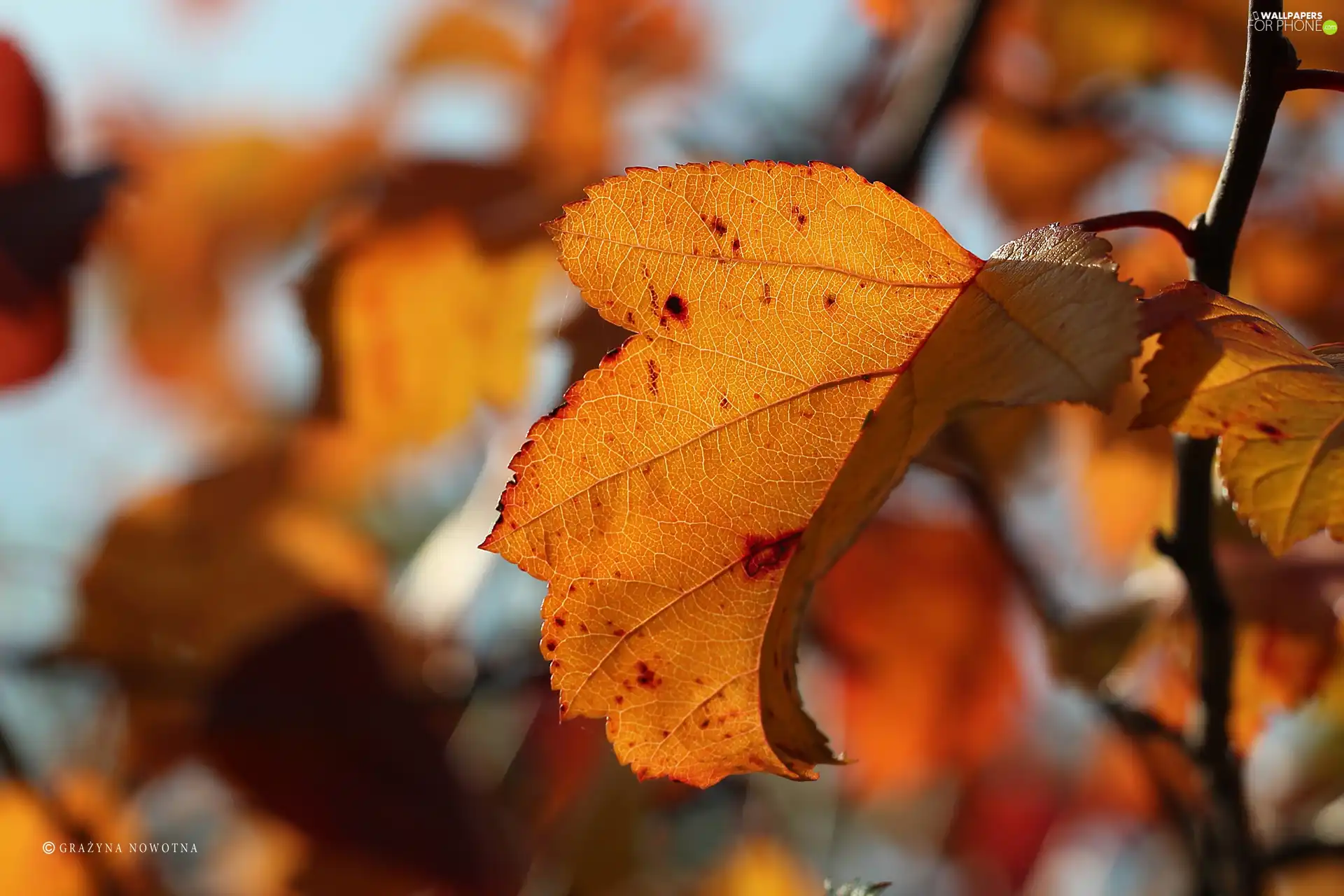 leaf, Yellow, Autumn