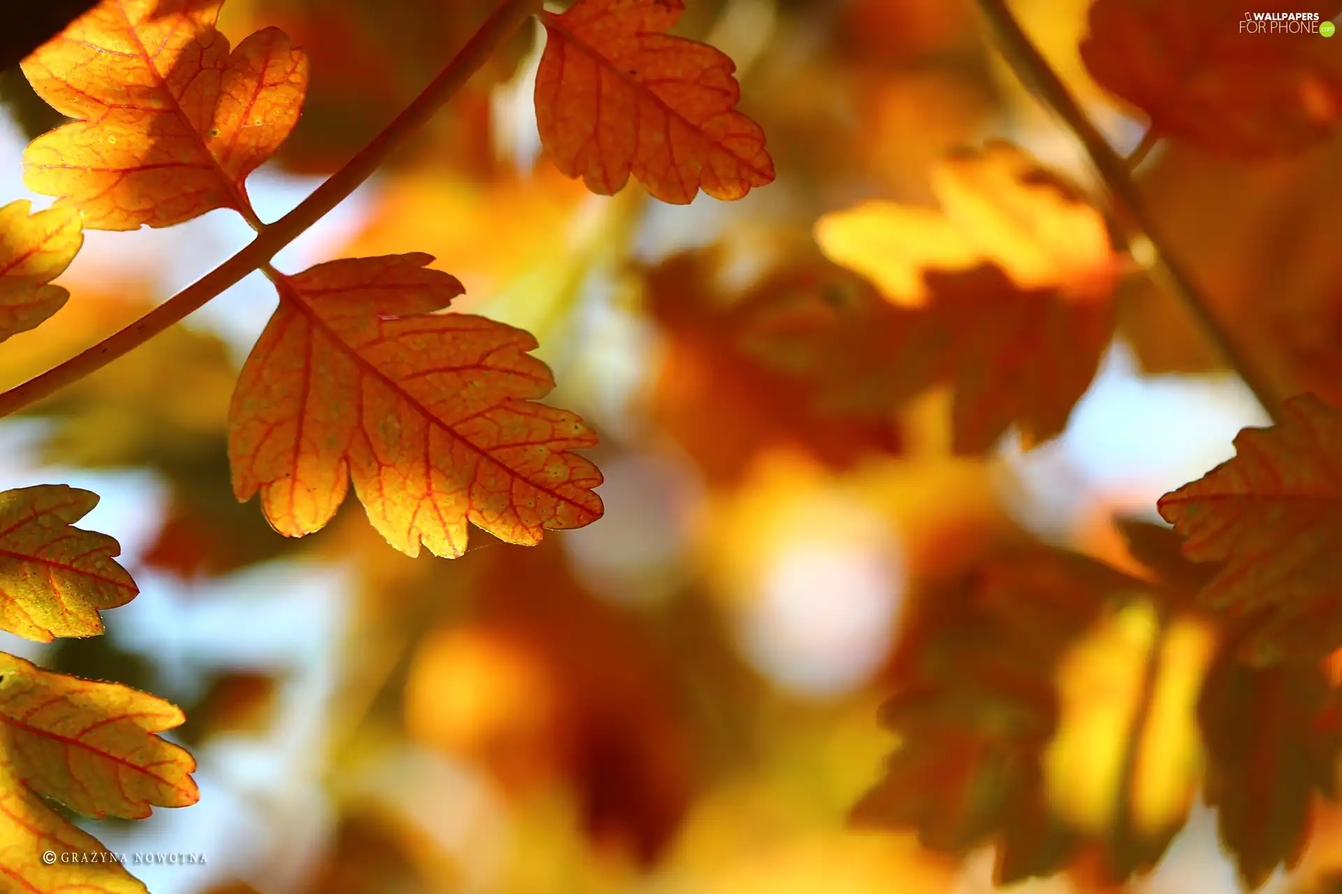 Leaf, Yellow, Autumn