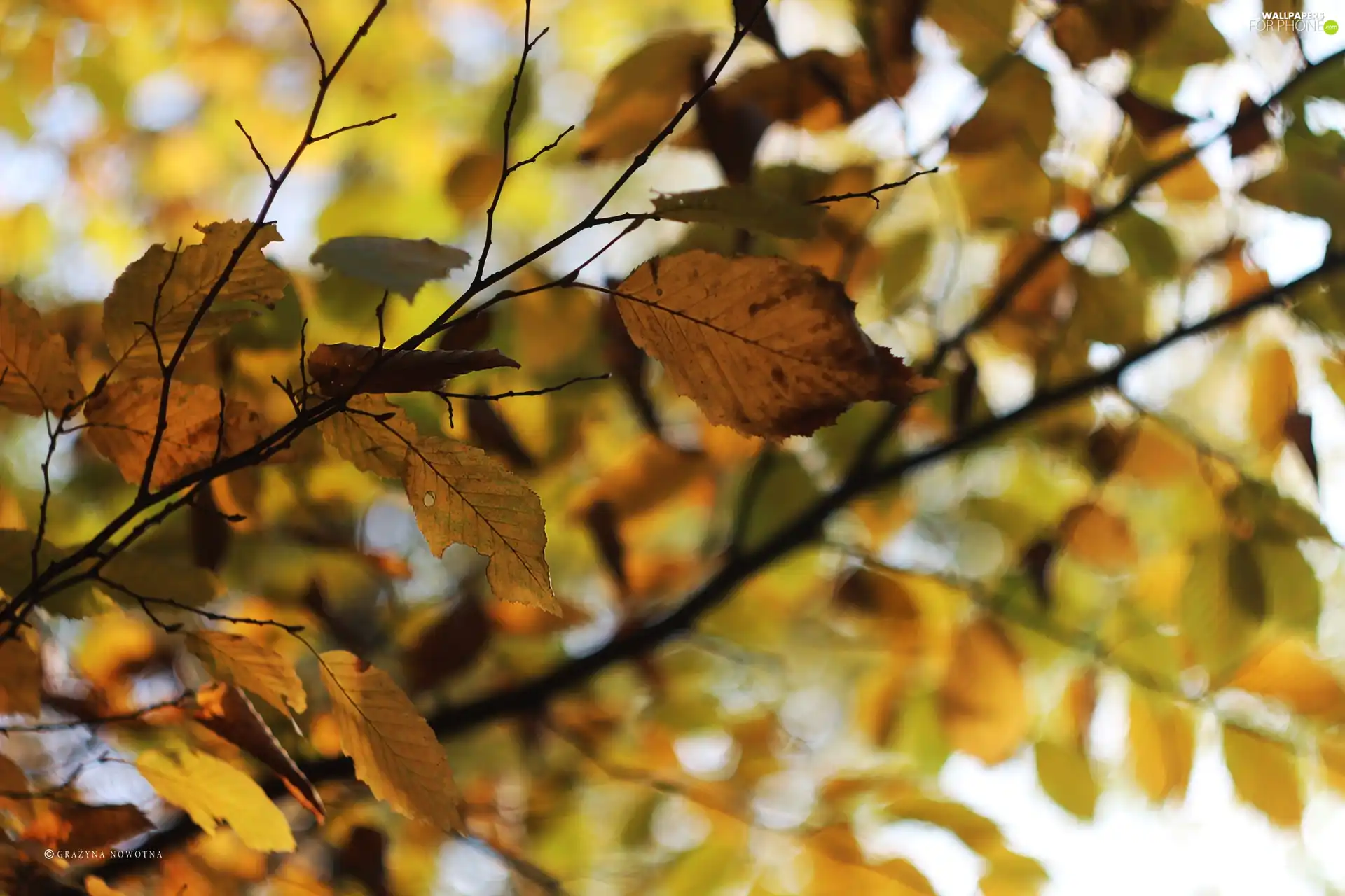 Leaf, Yellow, Autumn