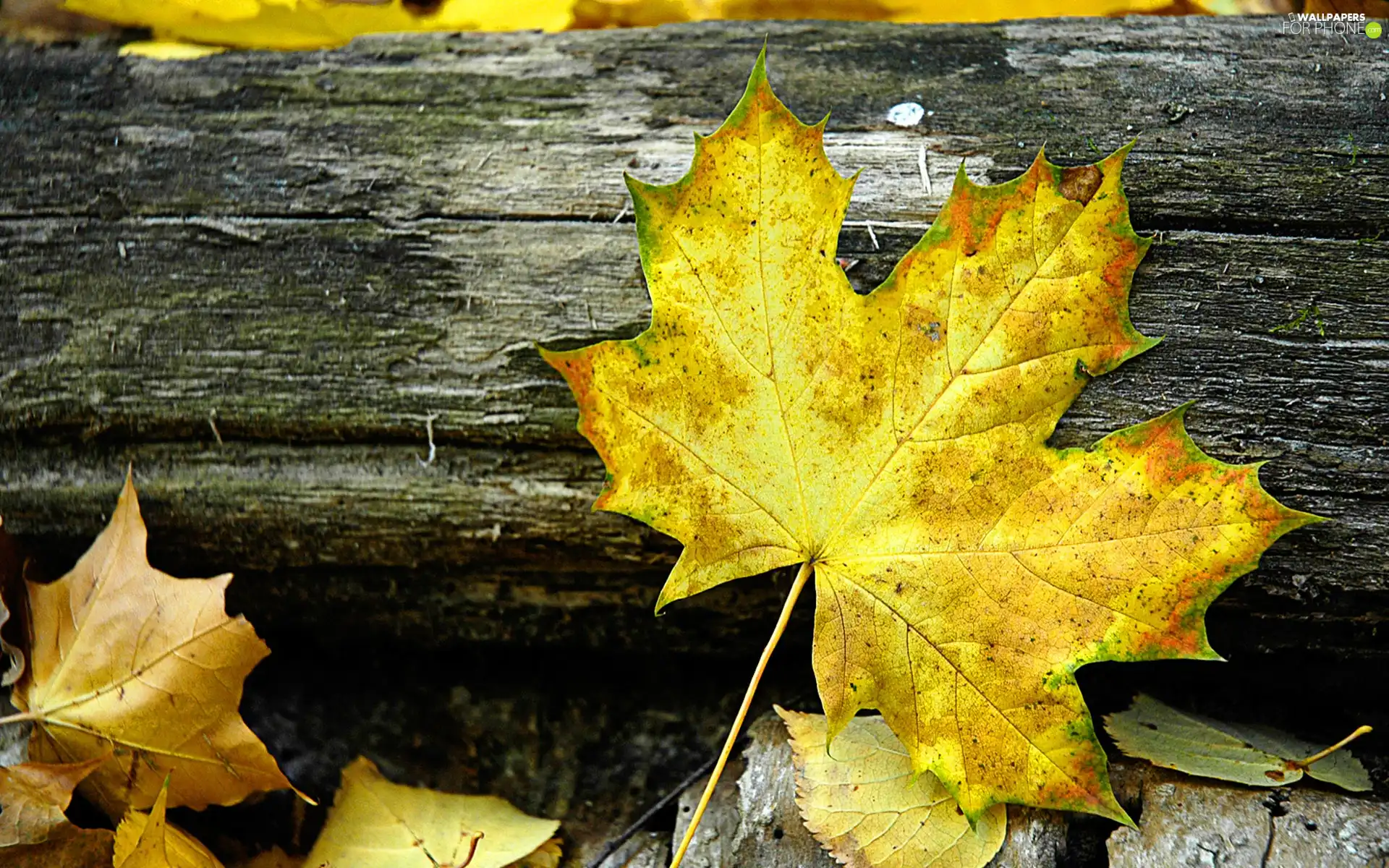 leaf, Yellow, Autumn