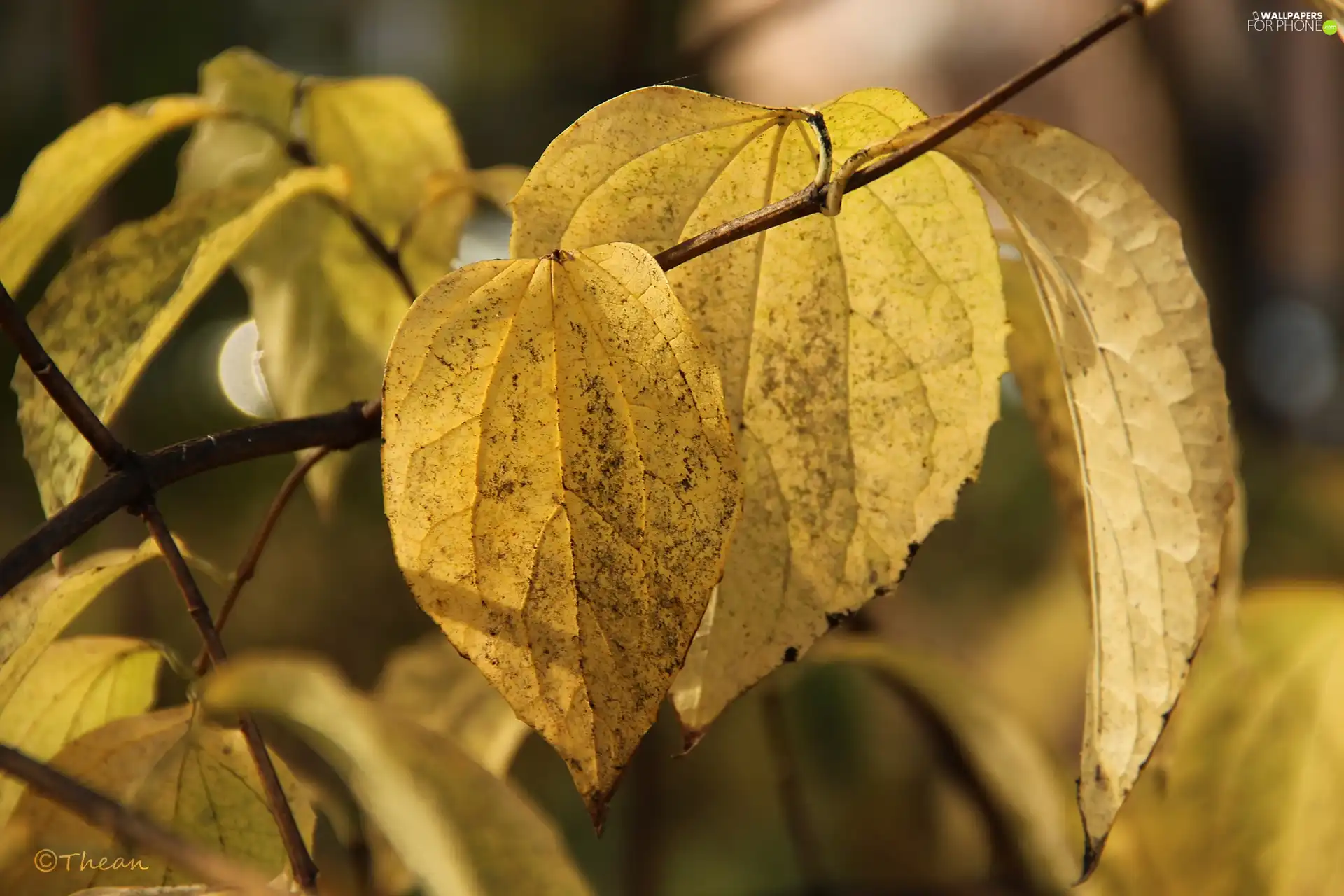 leaf, Yellow, Autumn