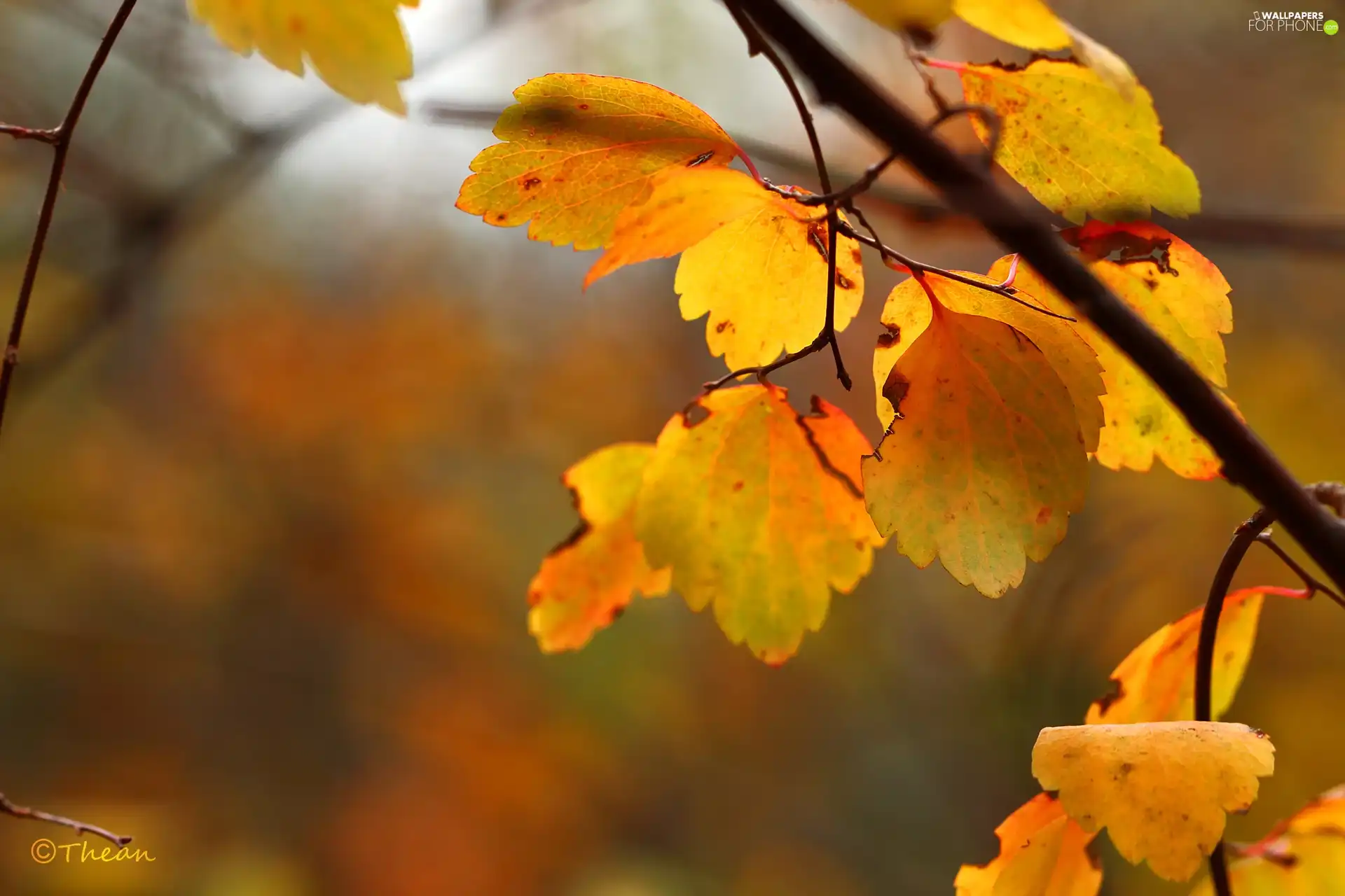 Leaf, Yellow, Autumn