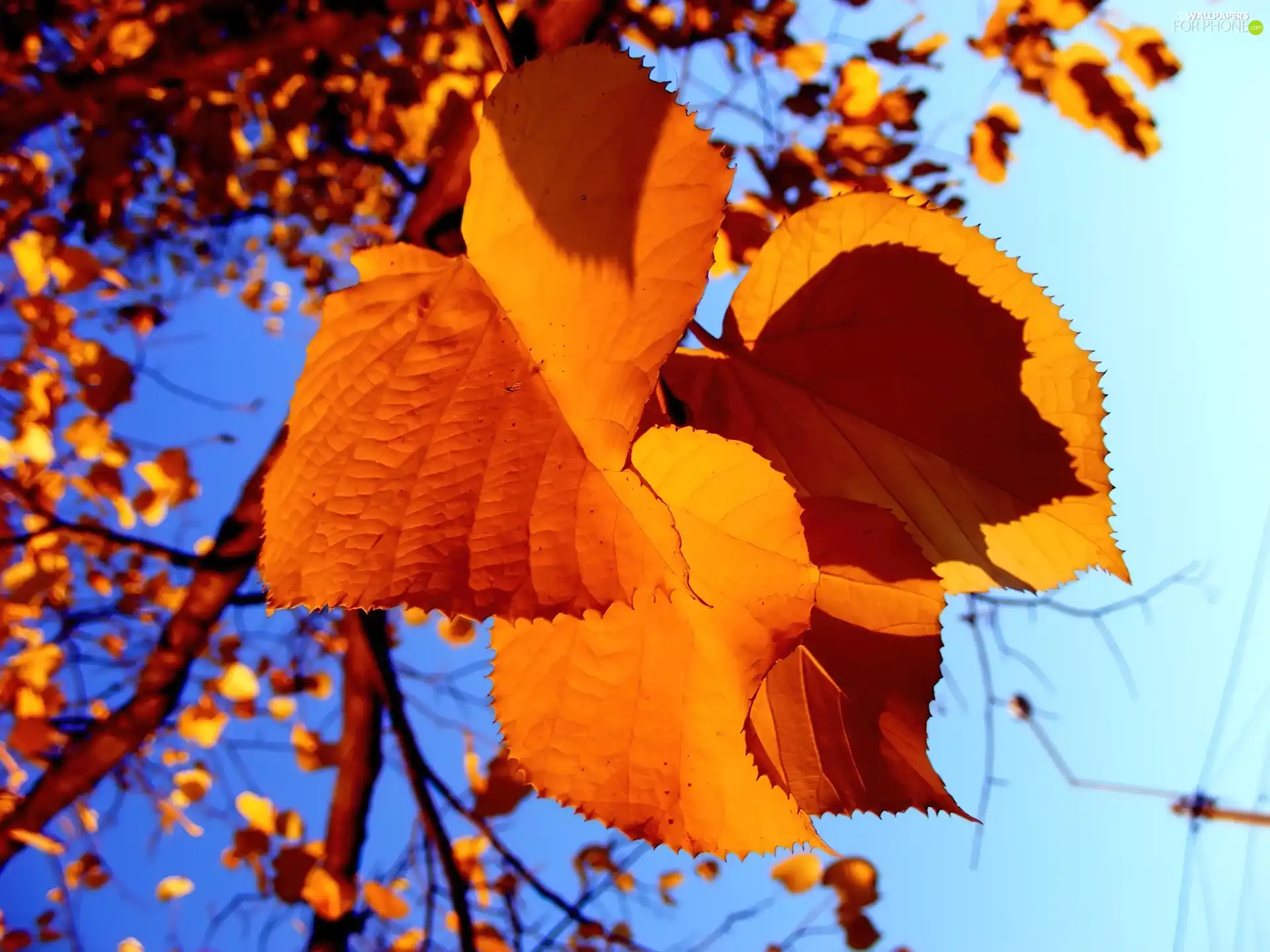 autumn, Yellow, Leaf, trees