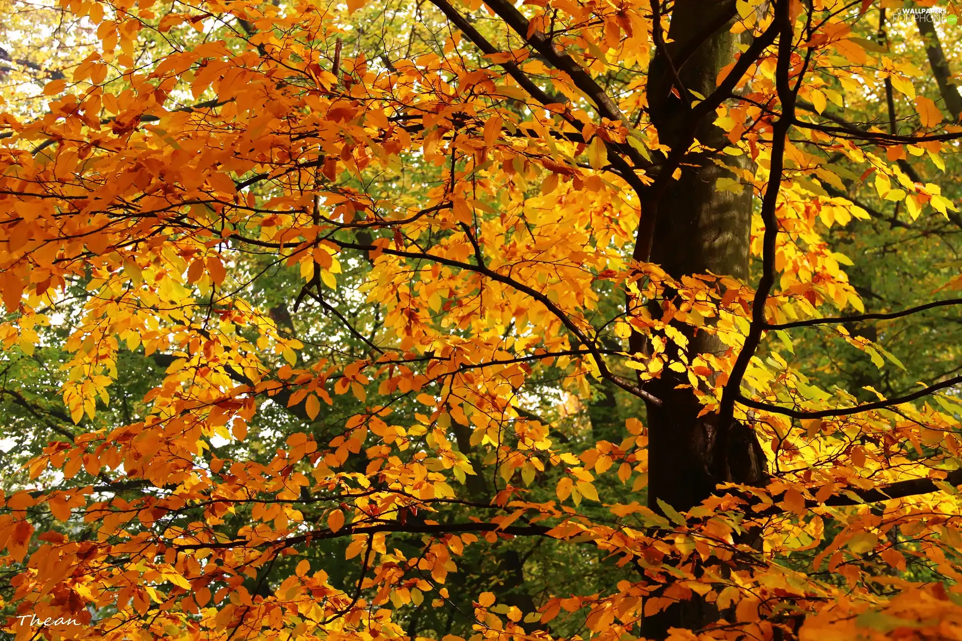Leaf, Yellow, Autumn