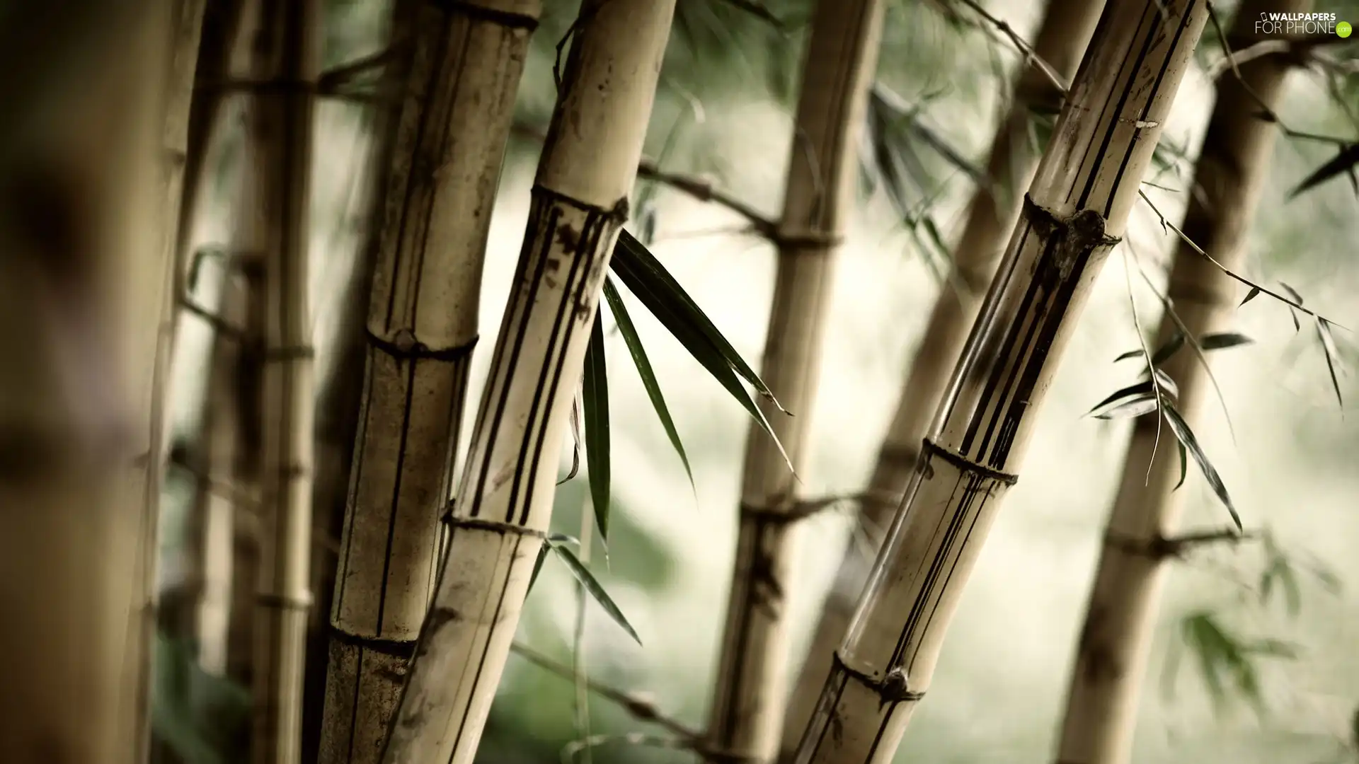 bamboo, Leaf