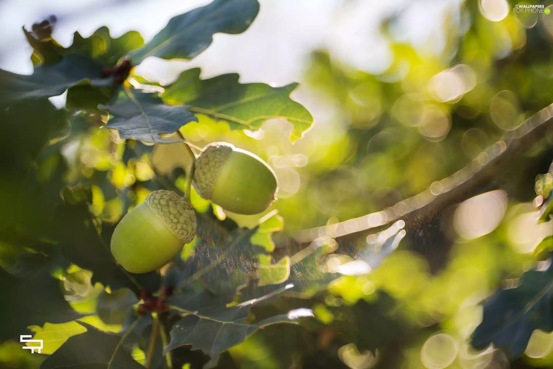 oak, Leaf, blurry background, Acorns