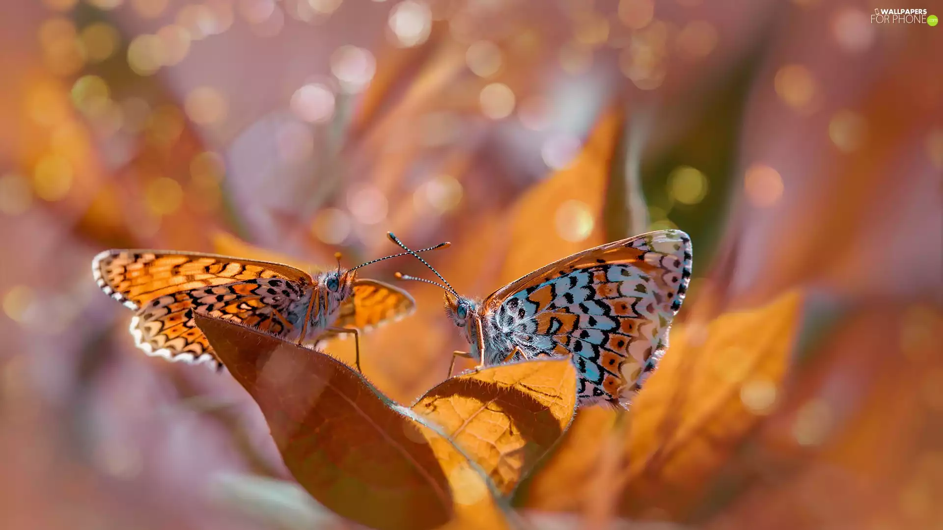 Leaf, butterflies, fuzzy, Red-Band Fritillary, Two cars, Bokeh, background