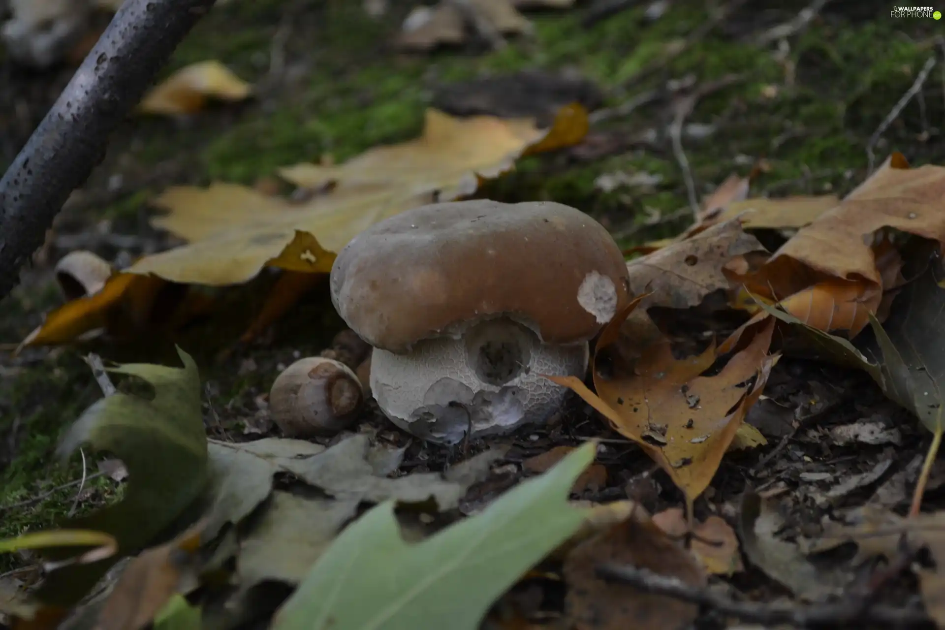 acorn, Boletus edulis, Leaf