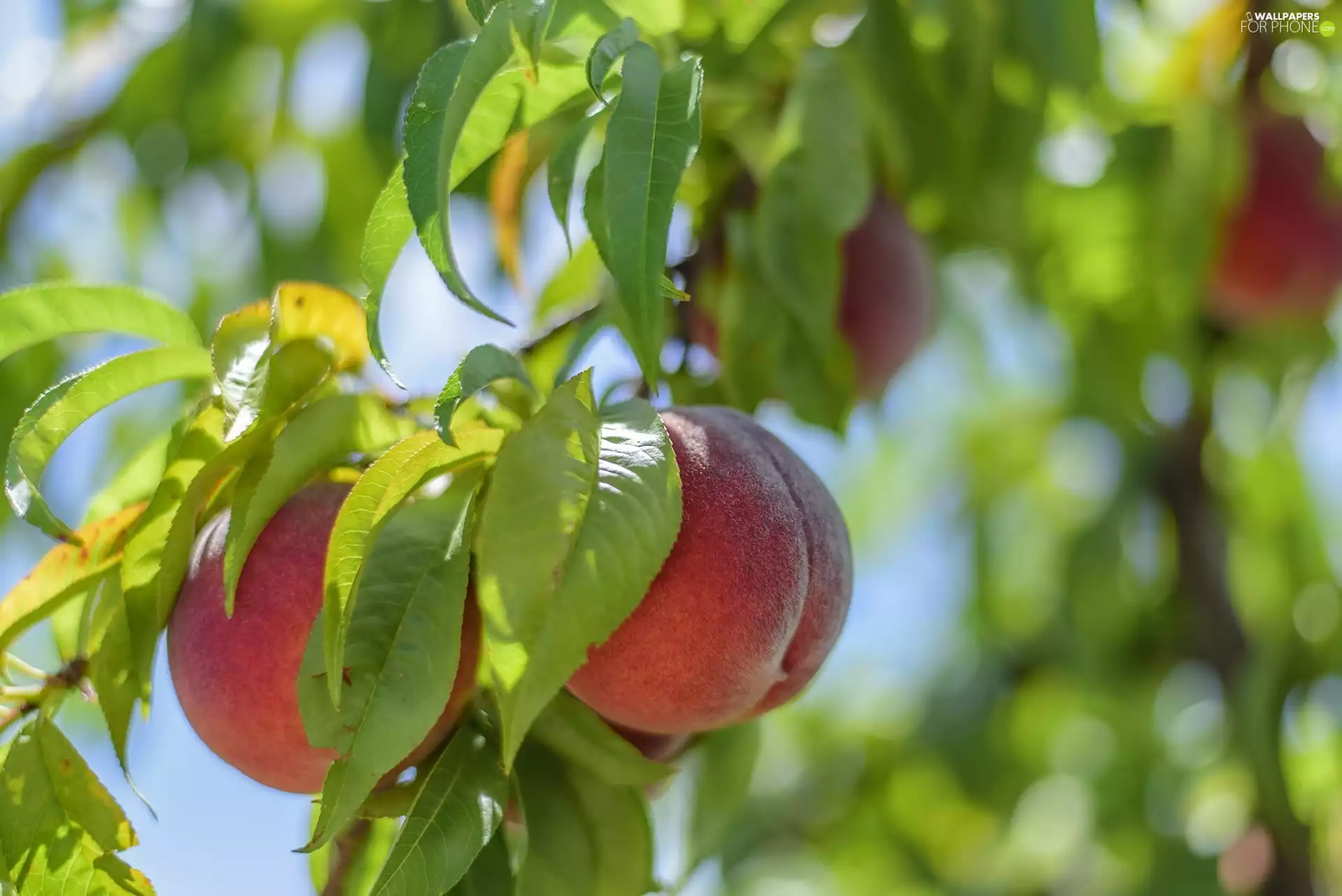 branch pics, peaches, Leaf